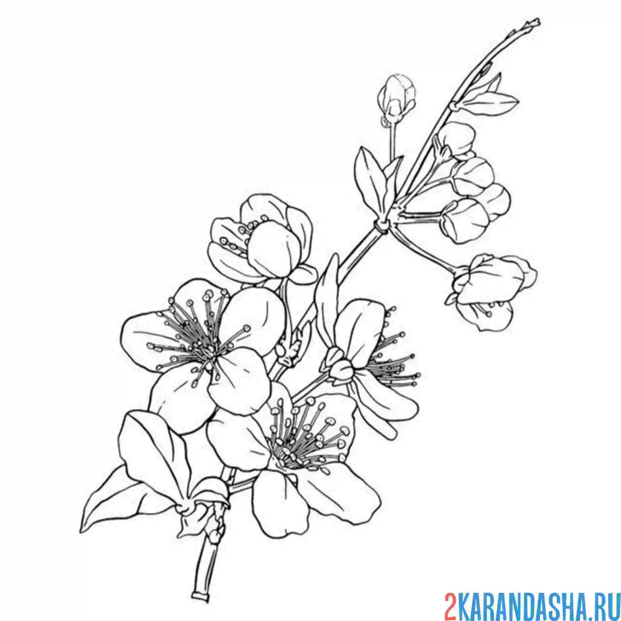 Раскраска маленькая веточка сакуры