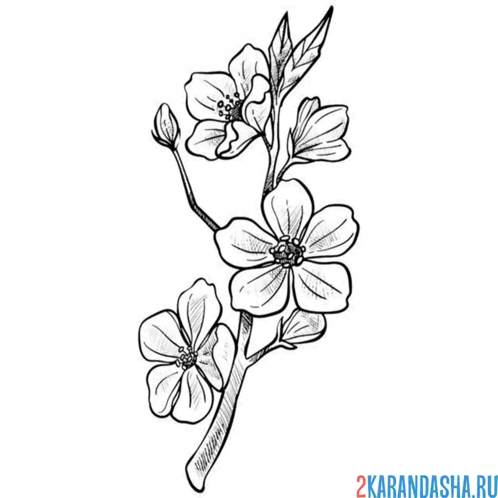 Раскраска цветущая сакура веточка