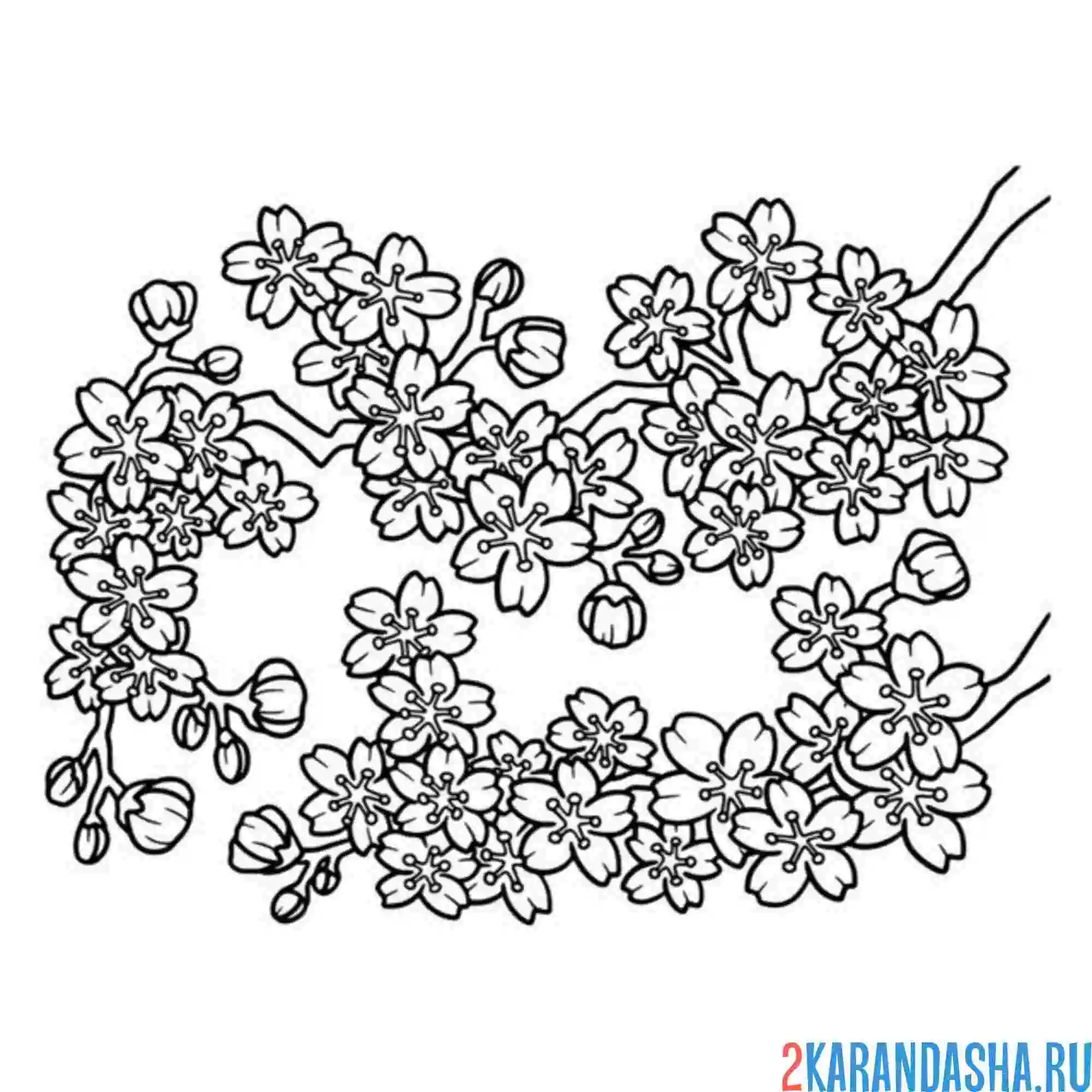 Раскраска много цветов сакуры