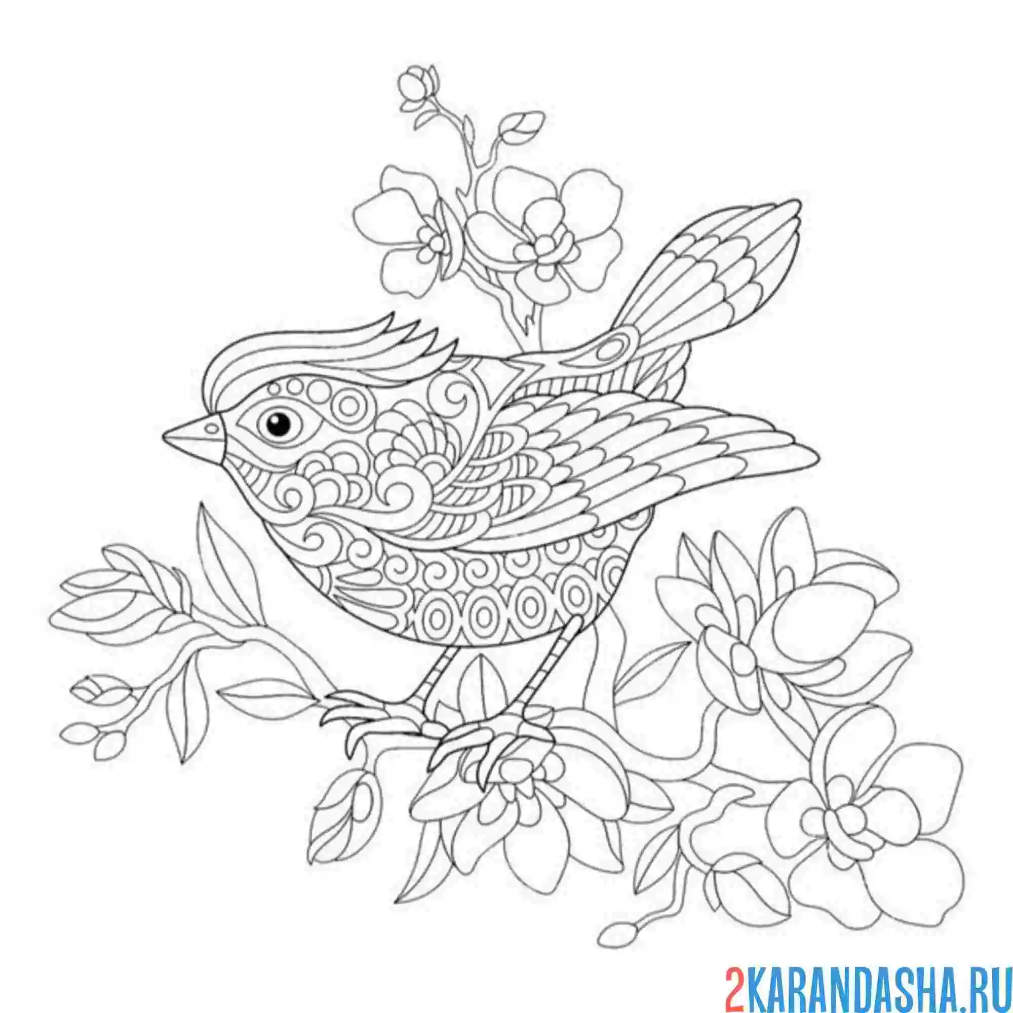 Раскраска птичка антистресс сакура