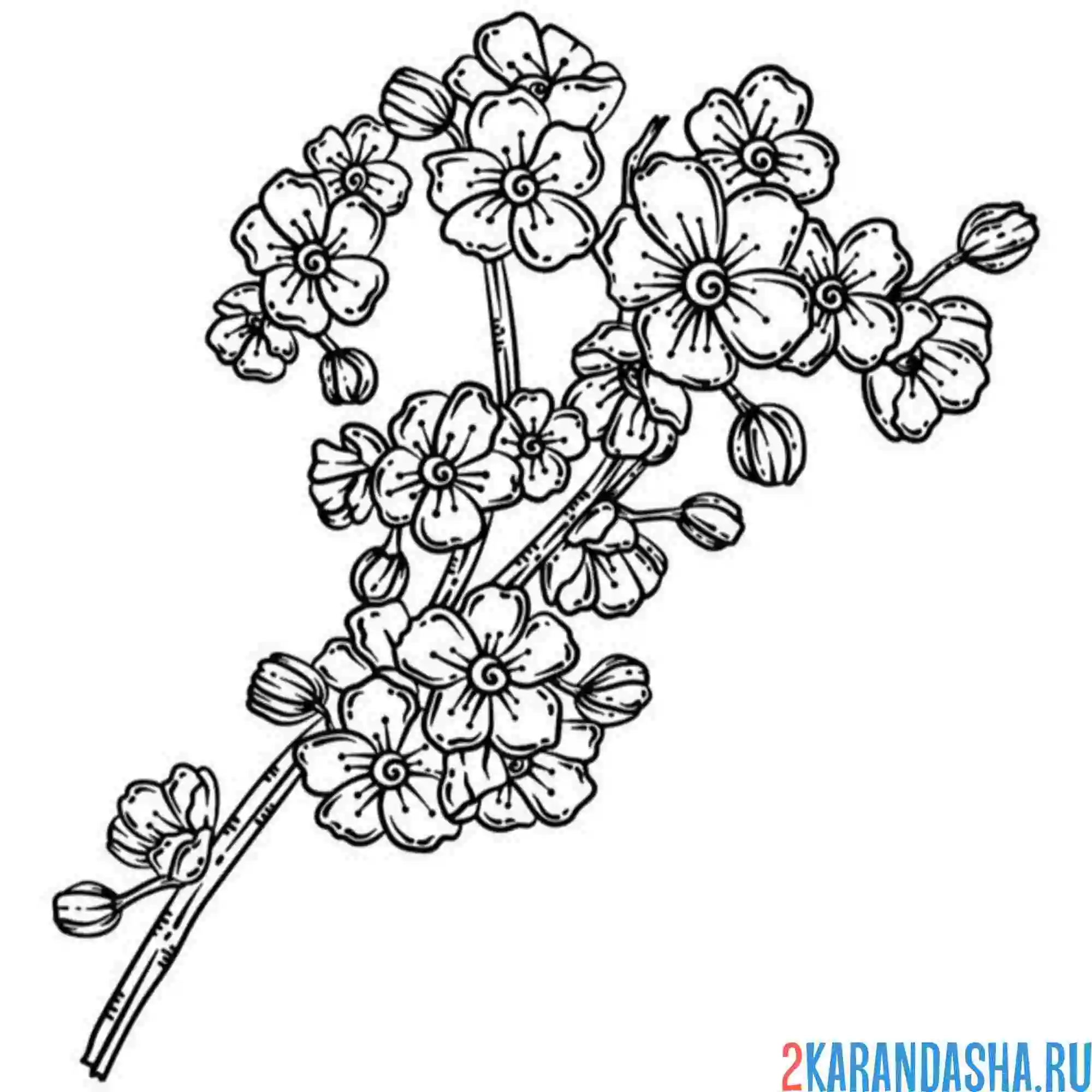 Раскраска сакура простая