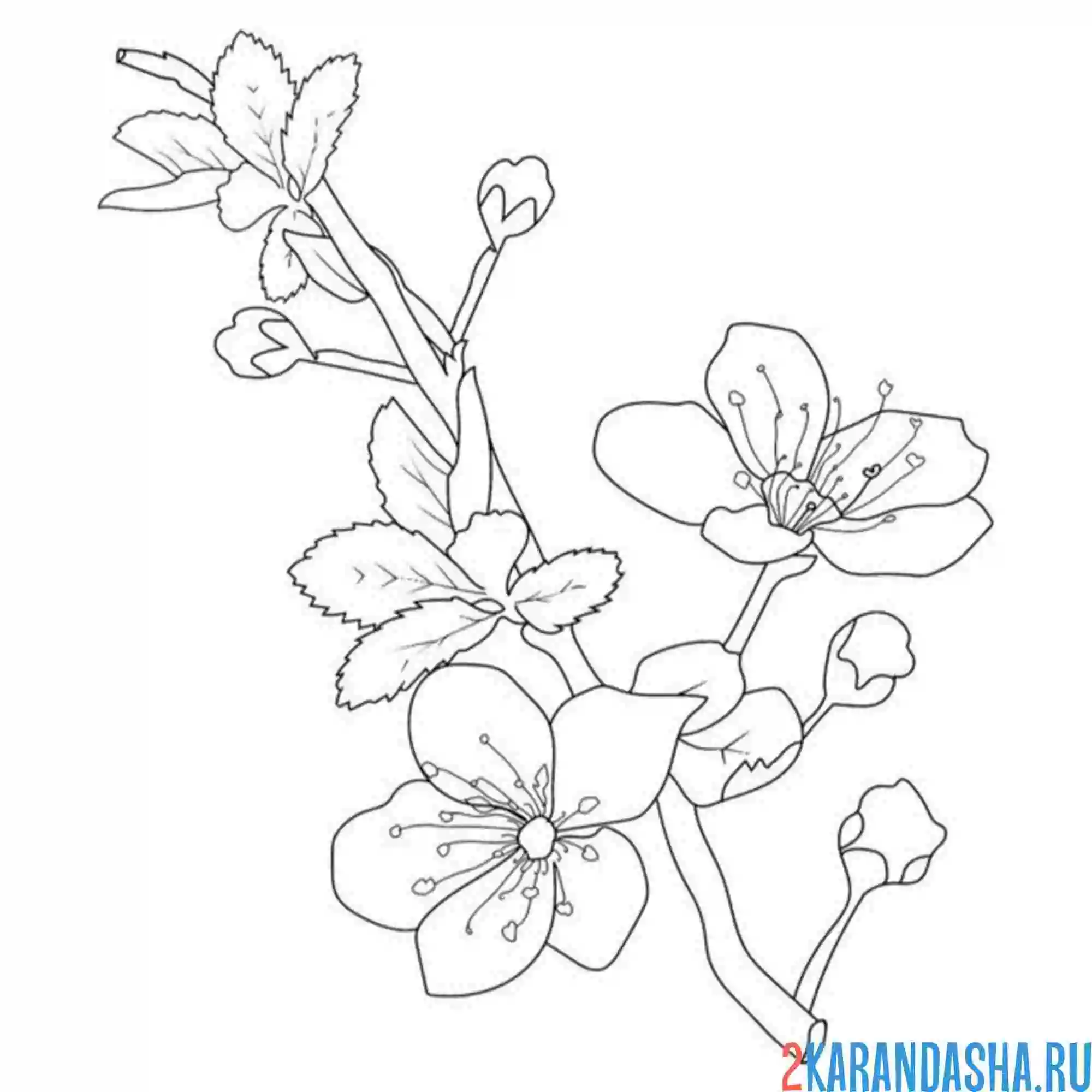 Раскраска распустившаяся сакура