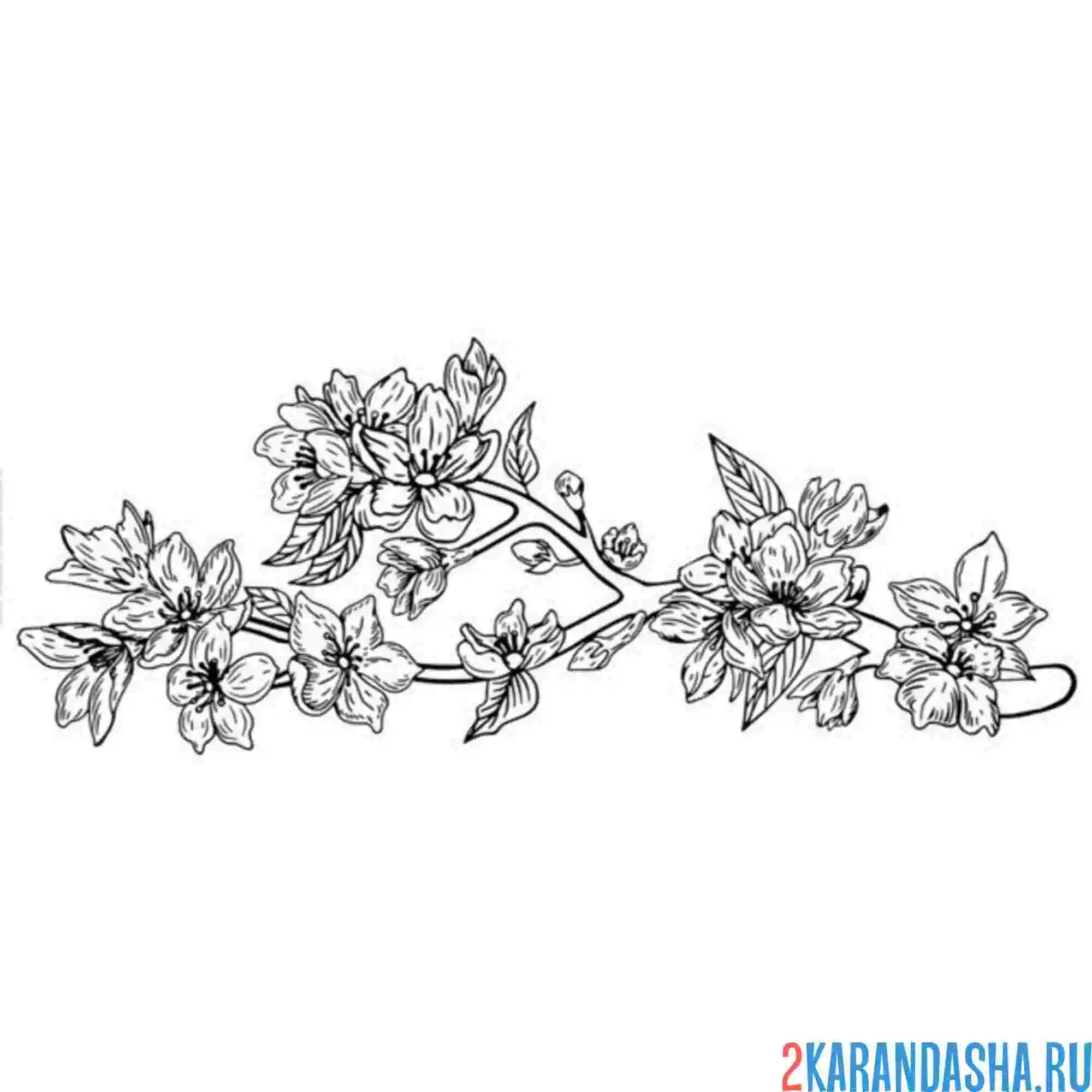 Раскраска нежная сакура