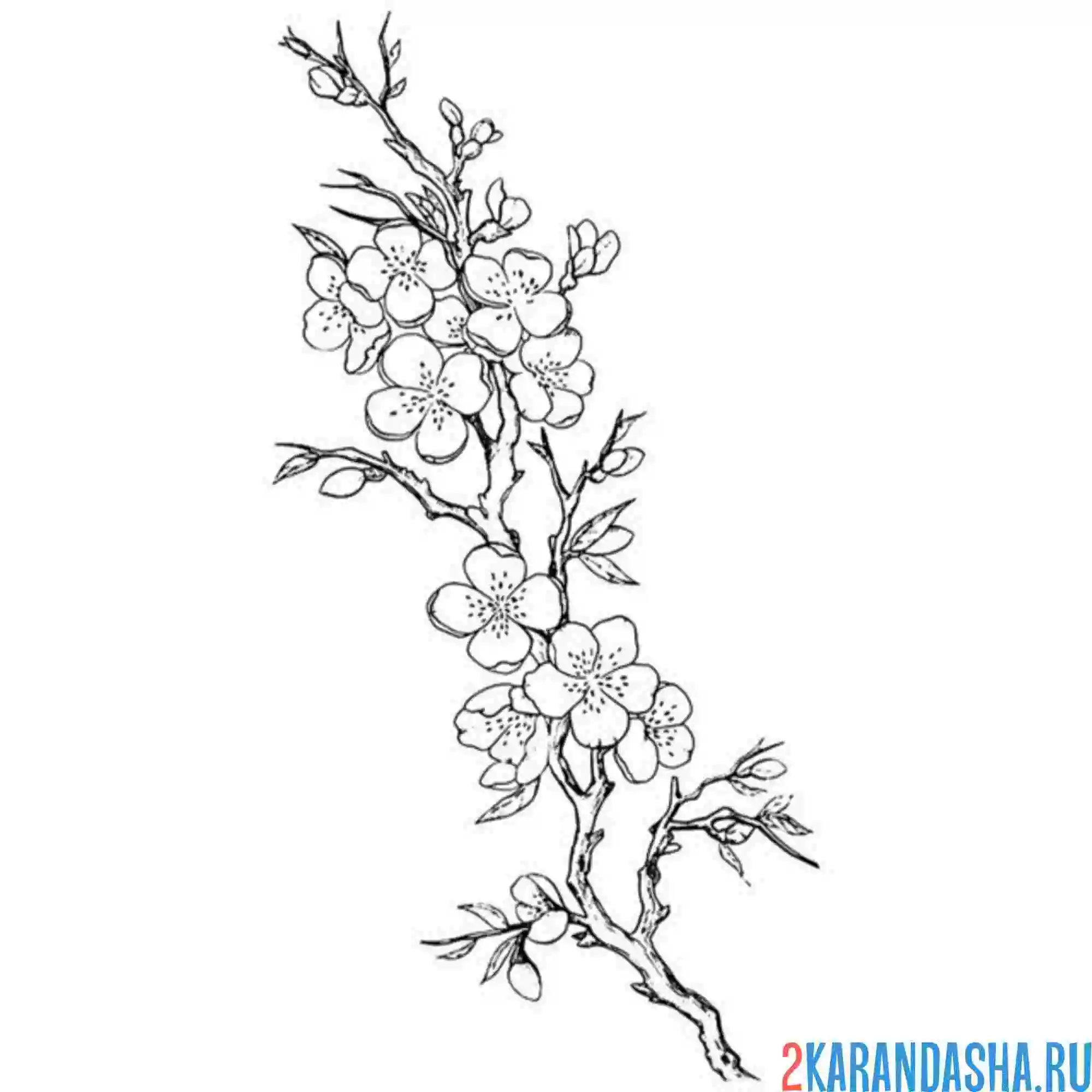 Раскраска новая веточка сакура