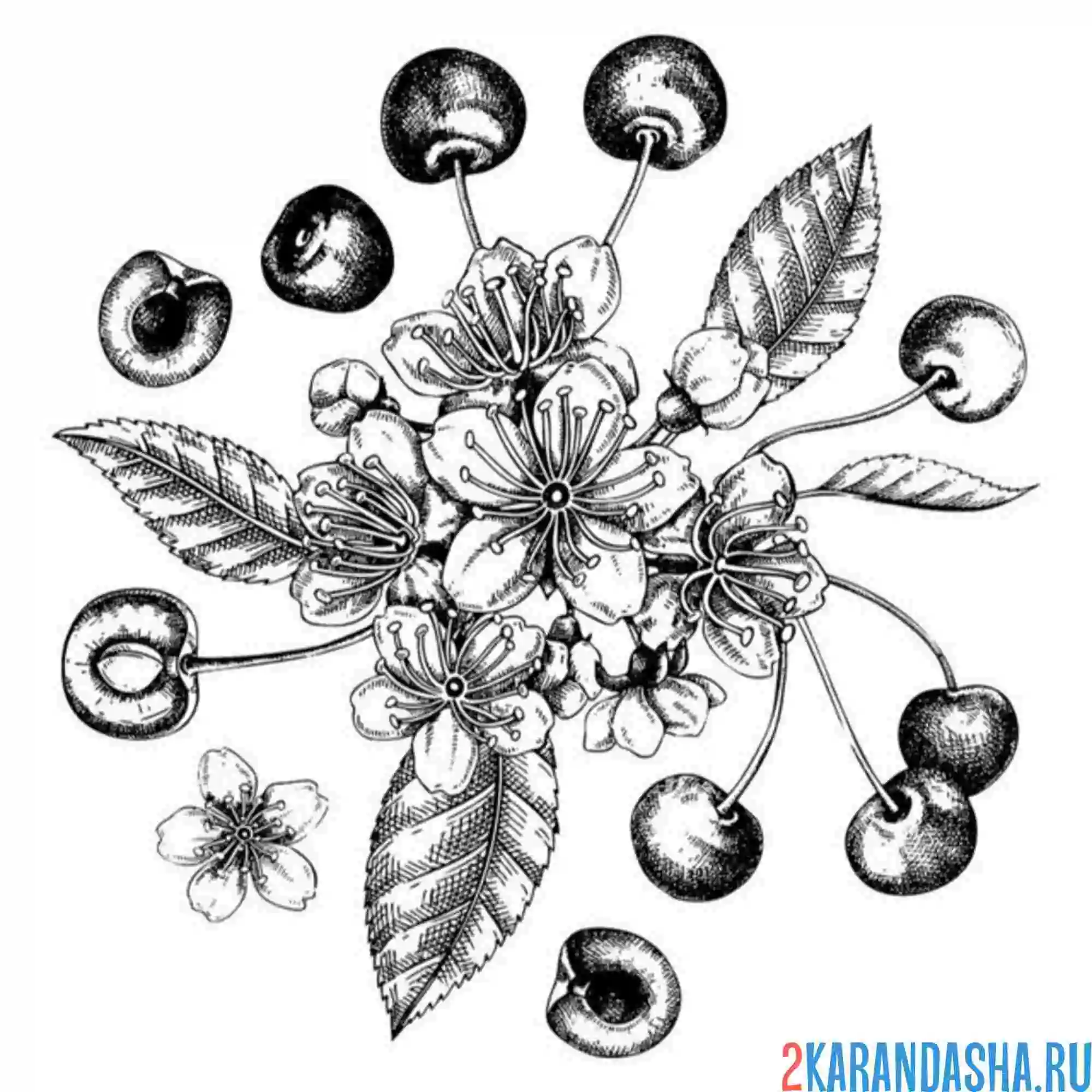 Раскраска вишня сакура