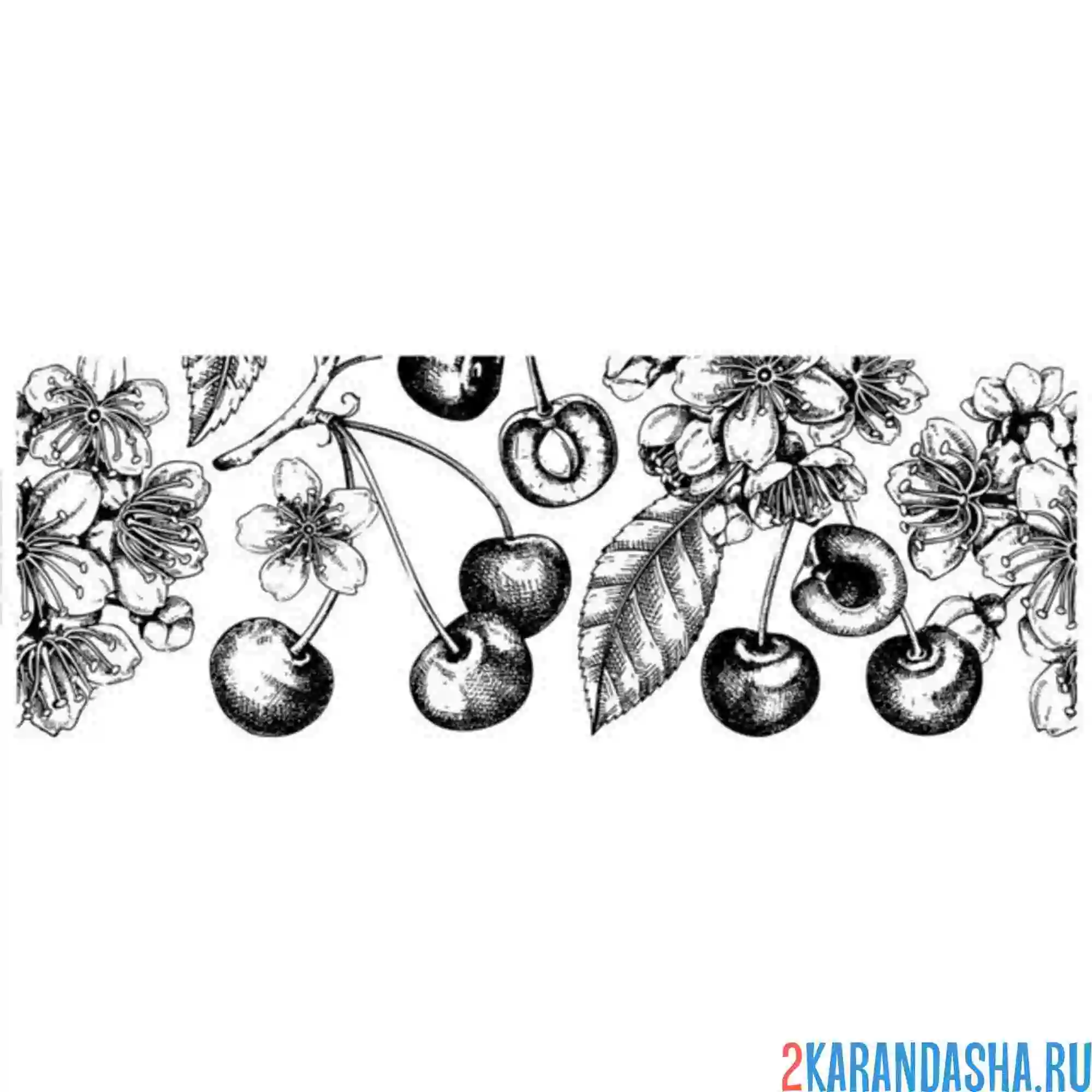 Раскраска вишня и черешня расцвели