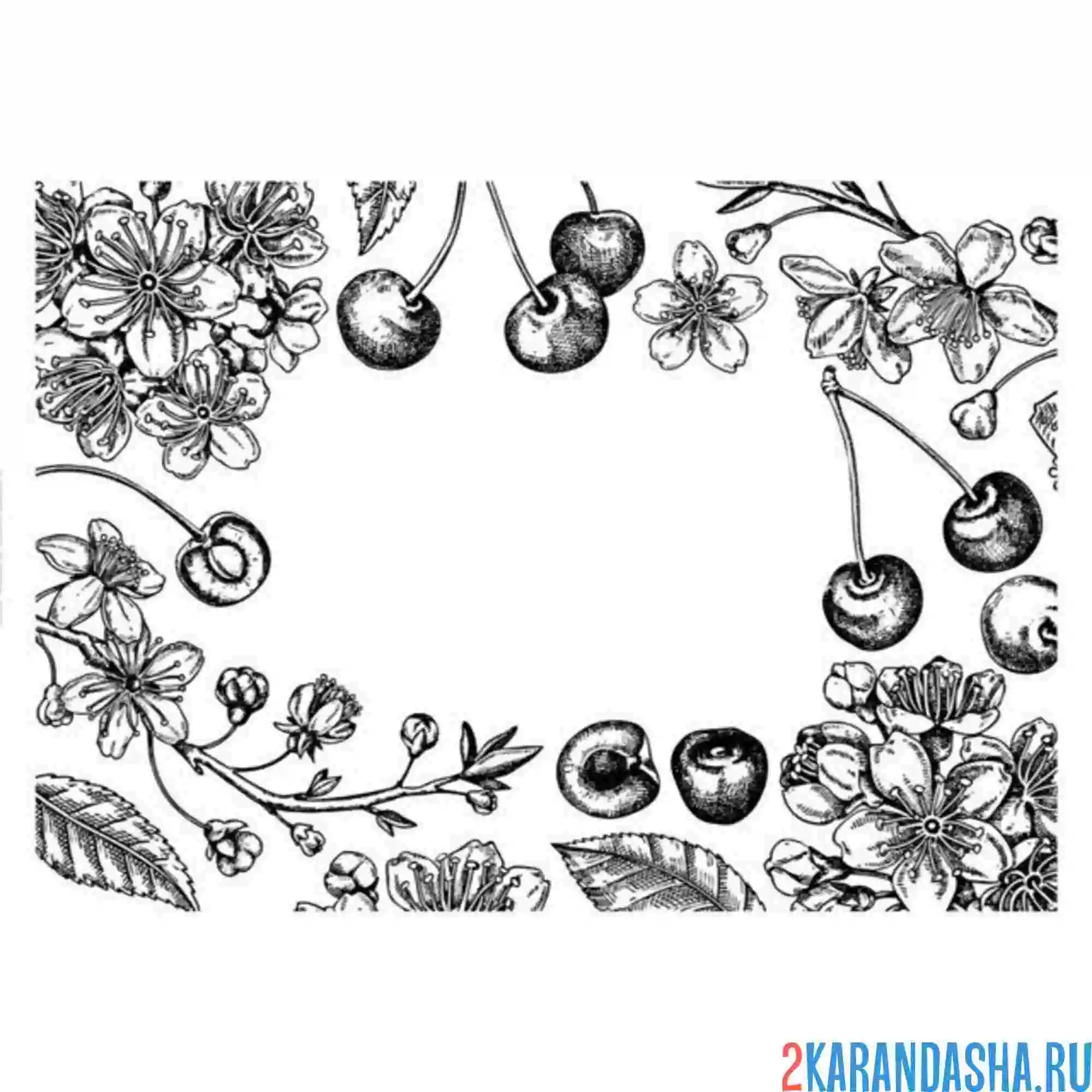 Раскраска черешня сакура