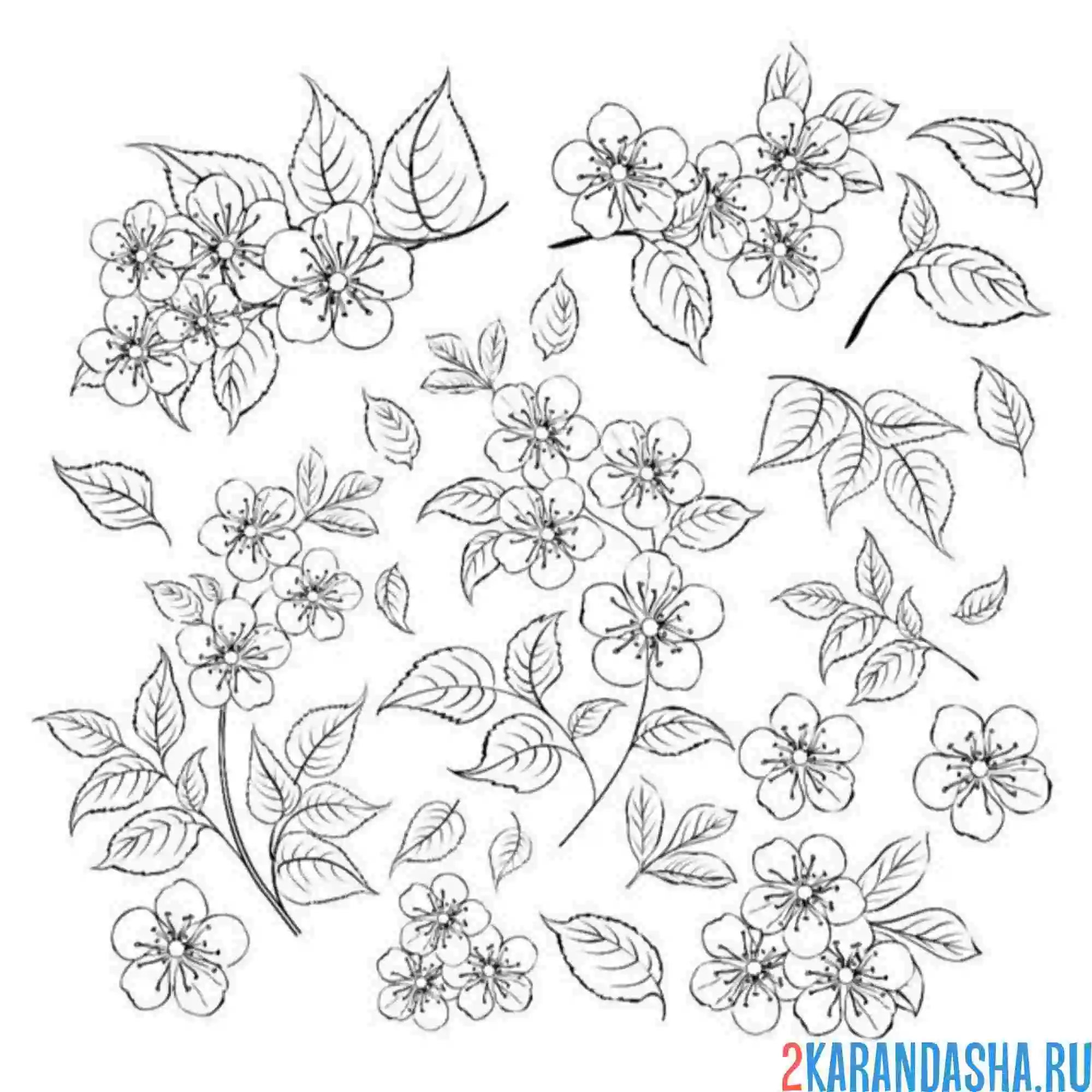 Раскраска разная сакура