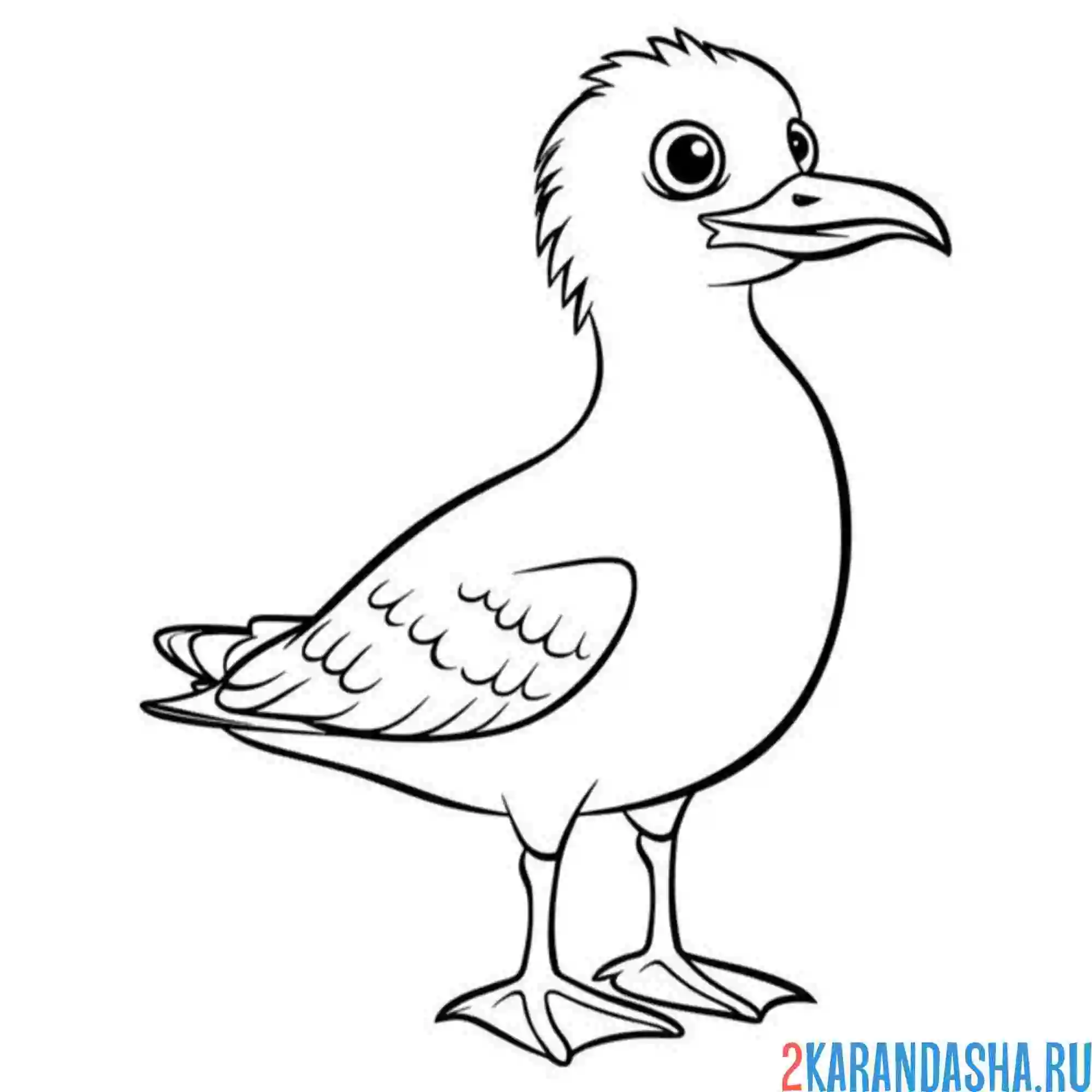 Раскраска птица чайка