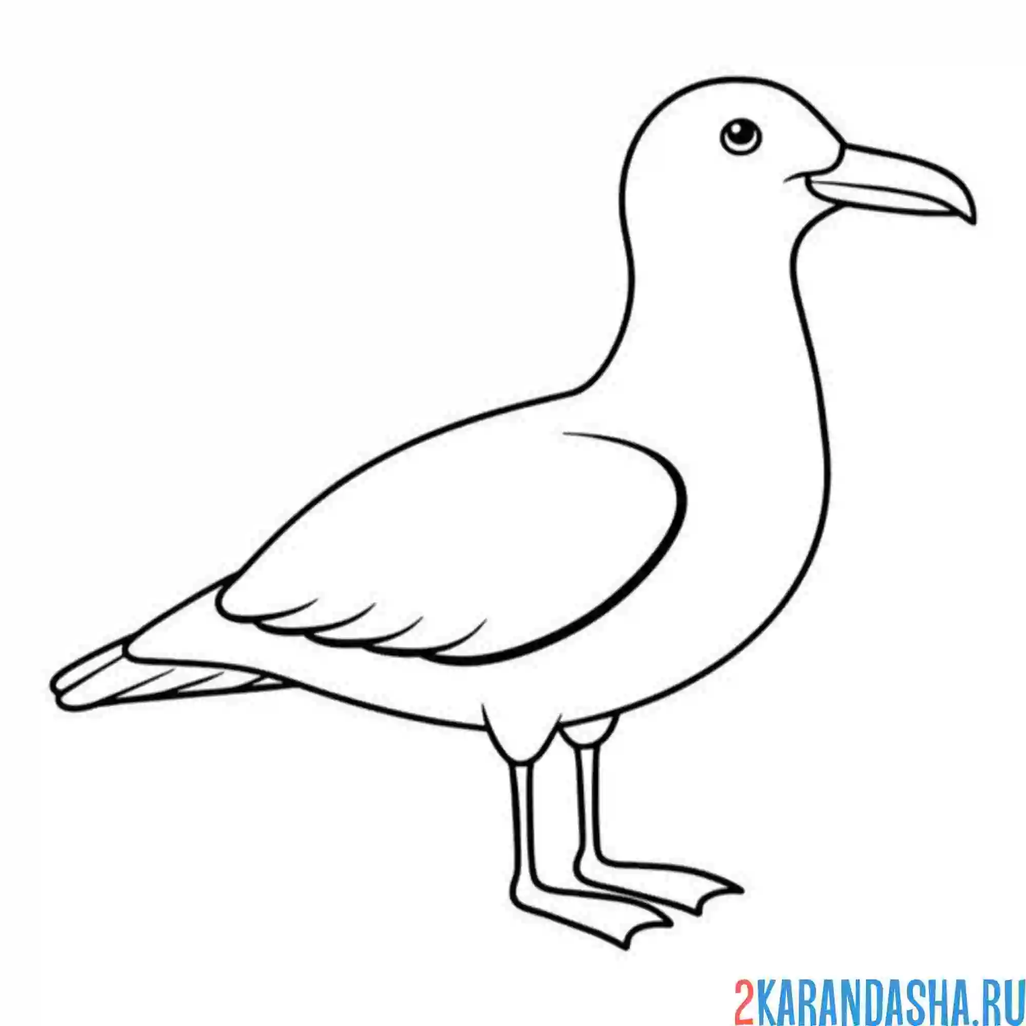 Раскраска чайка сбоку