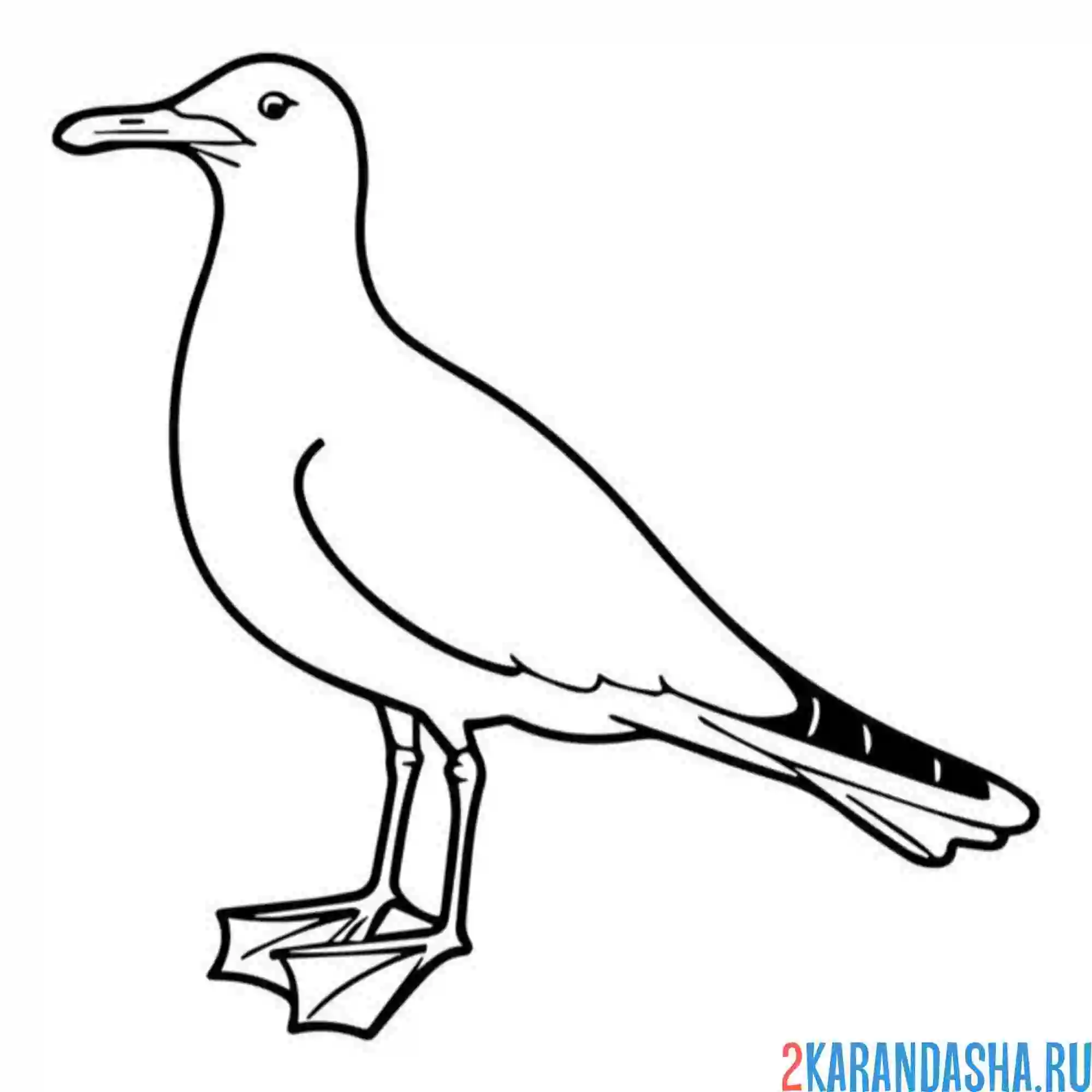 Раскраска чайка стоит