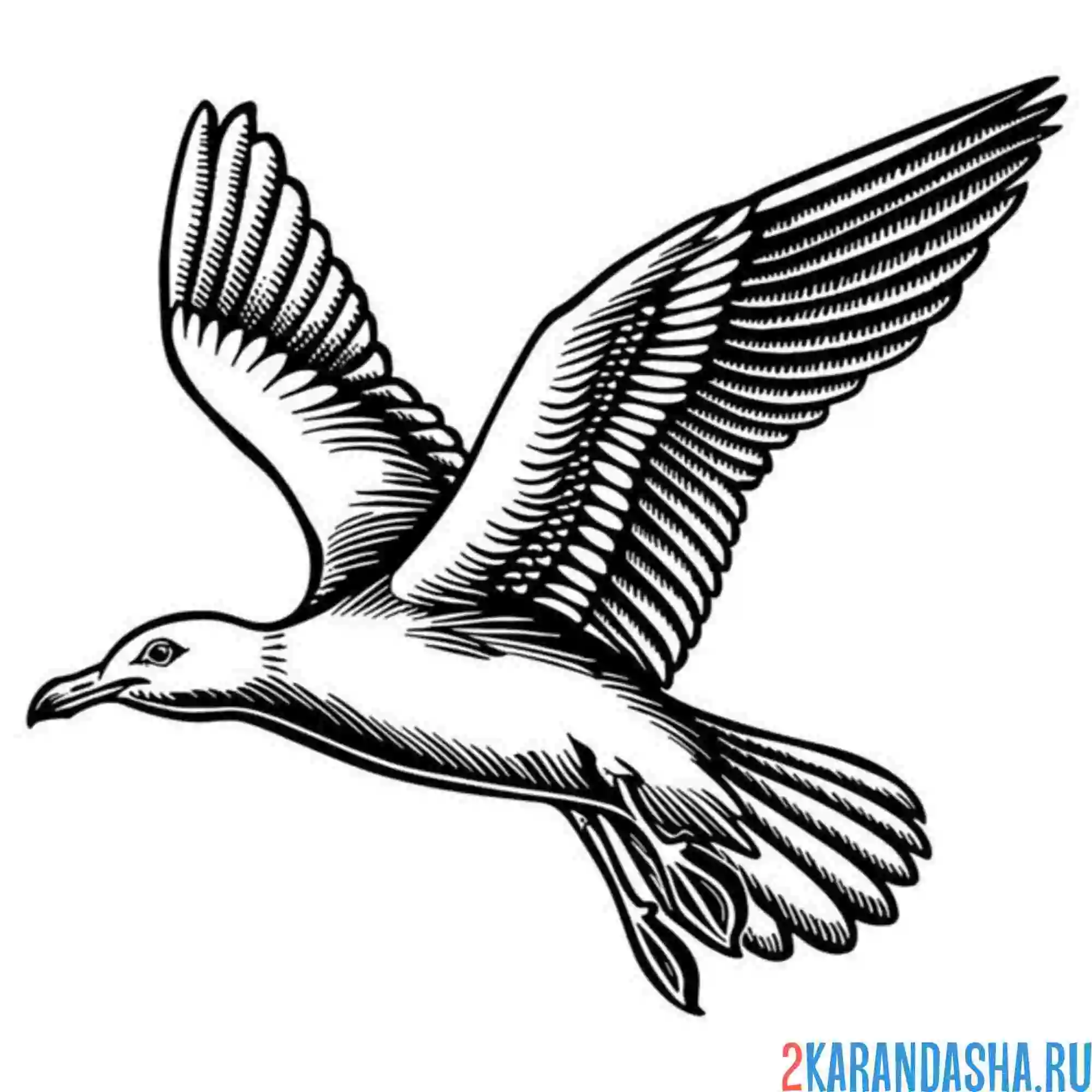 Раскраска чайка в полете фото