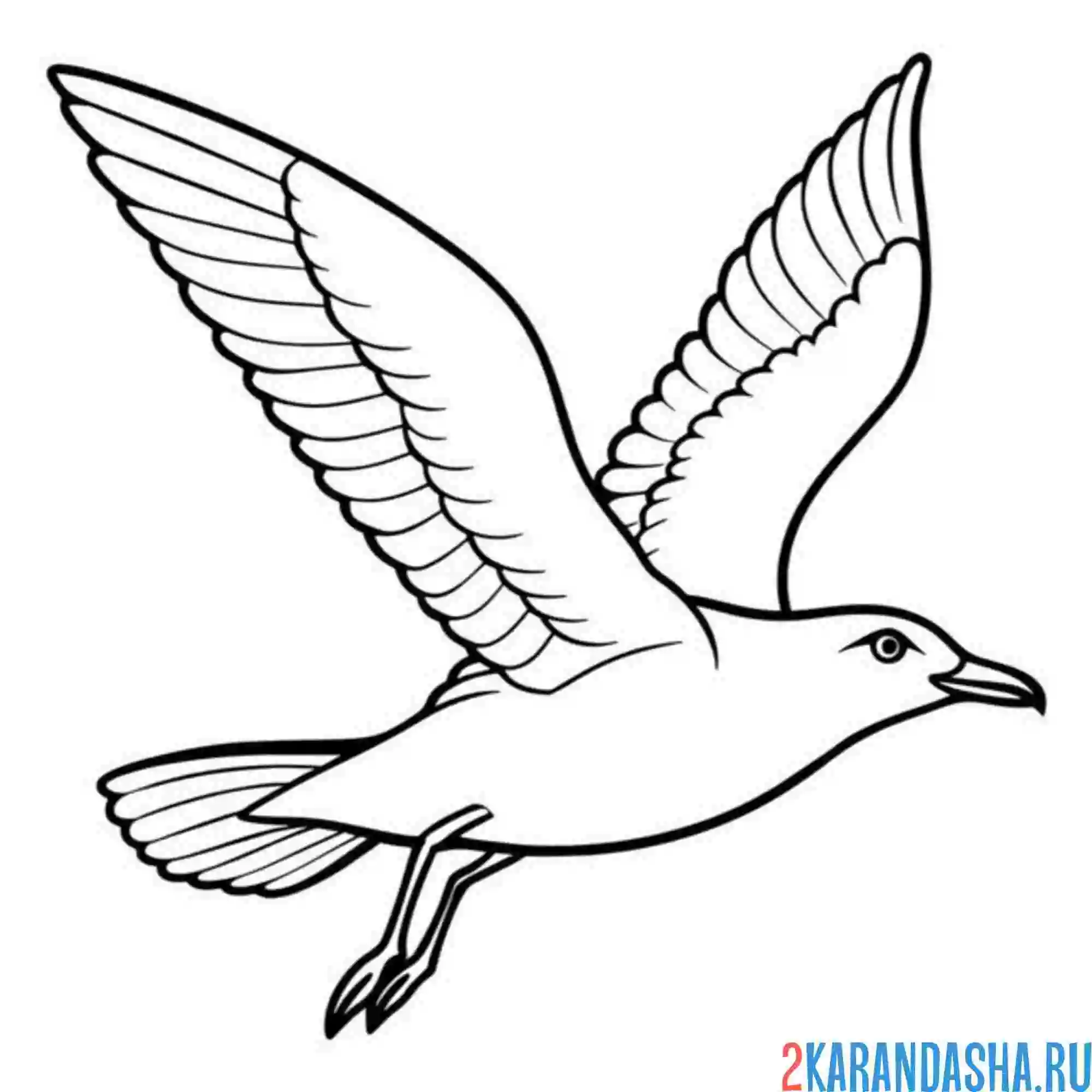 Раскраска летящая чайка