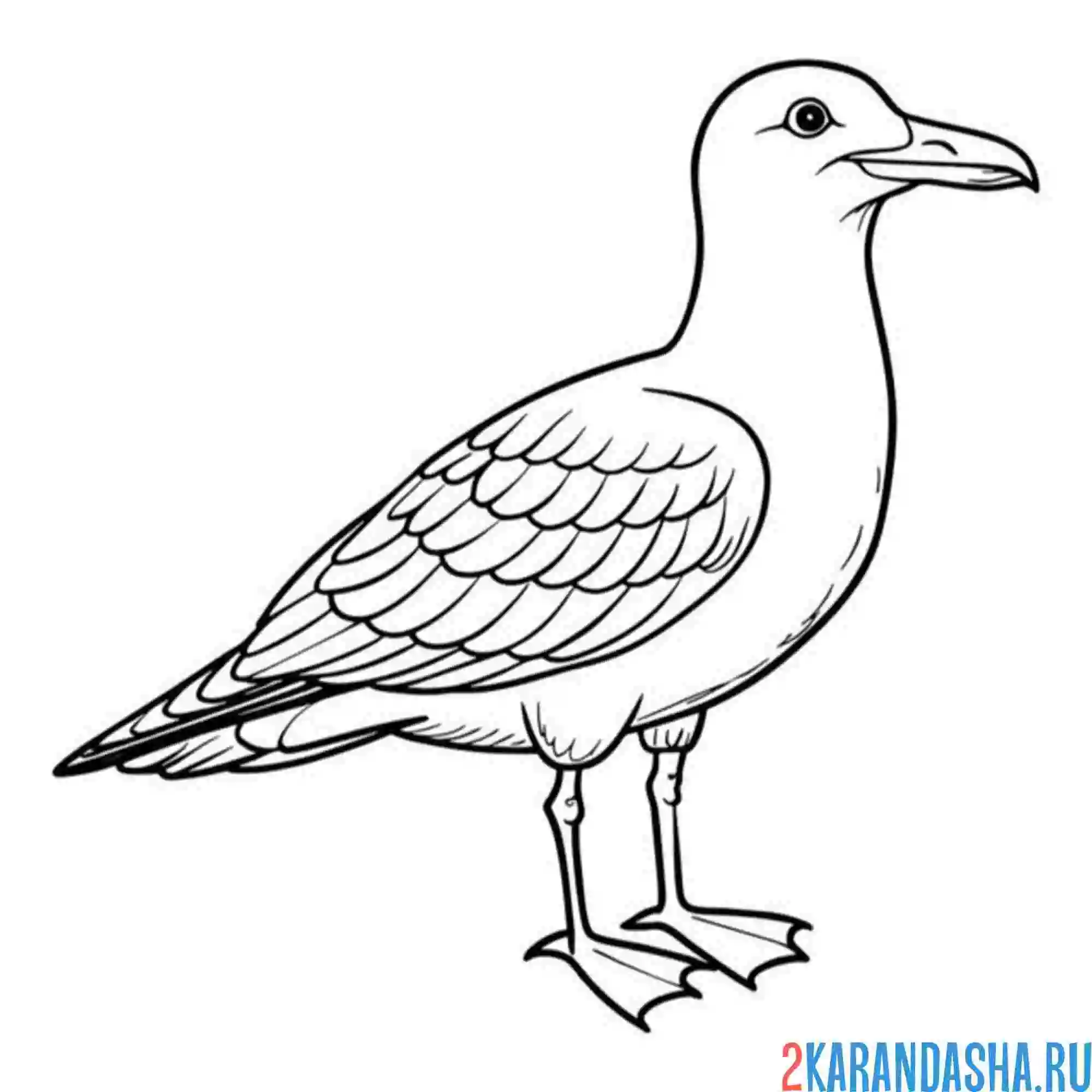 Раскраска чайка известная птица