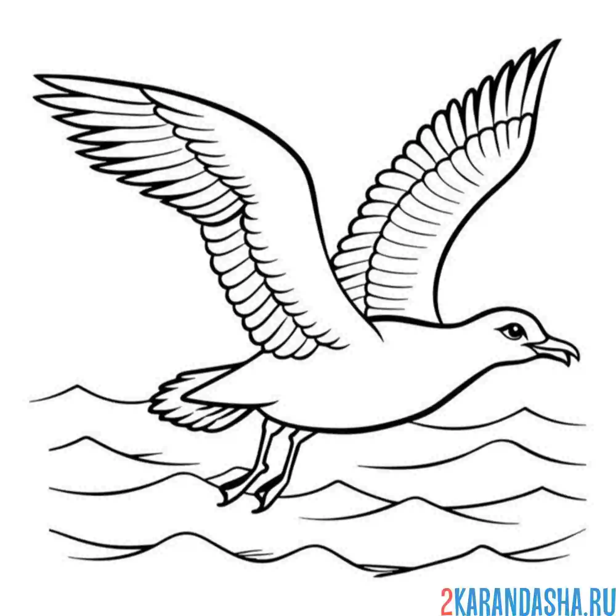 Раскраска морская чайка