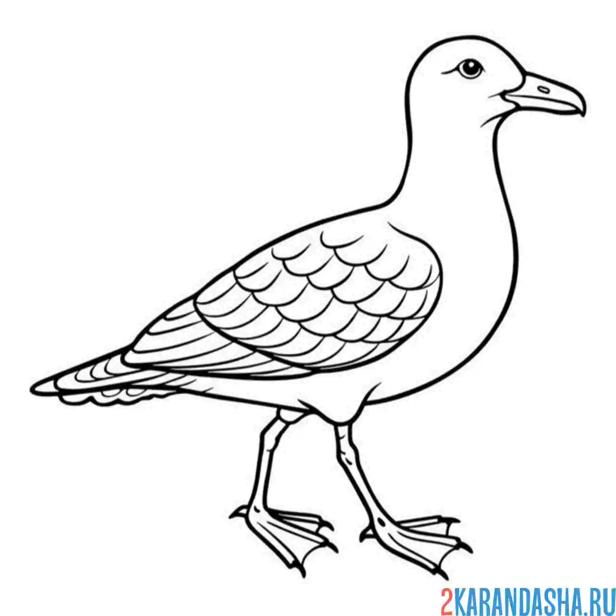 Раскраска идет чайка