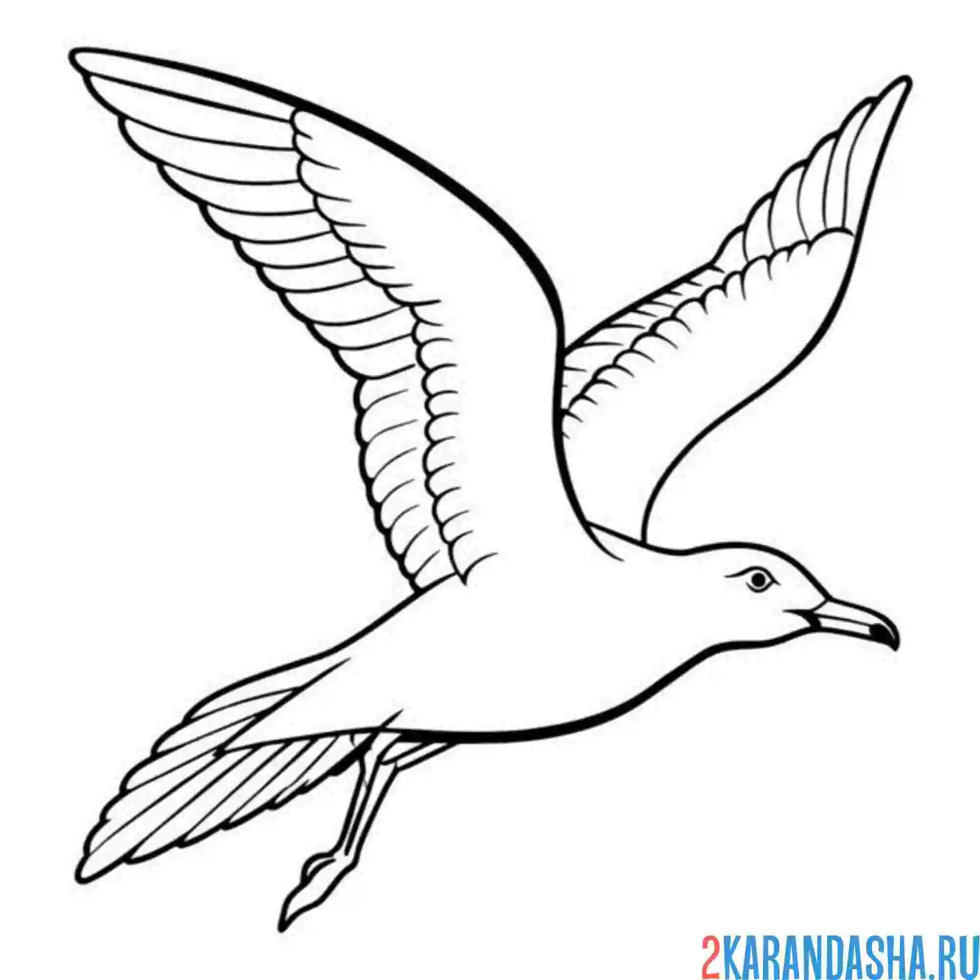 Раскраска полет чайки