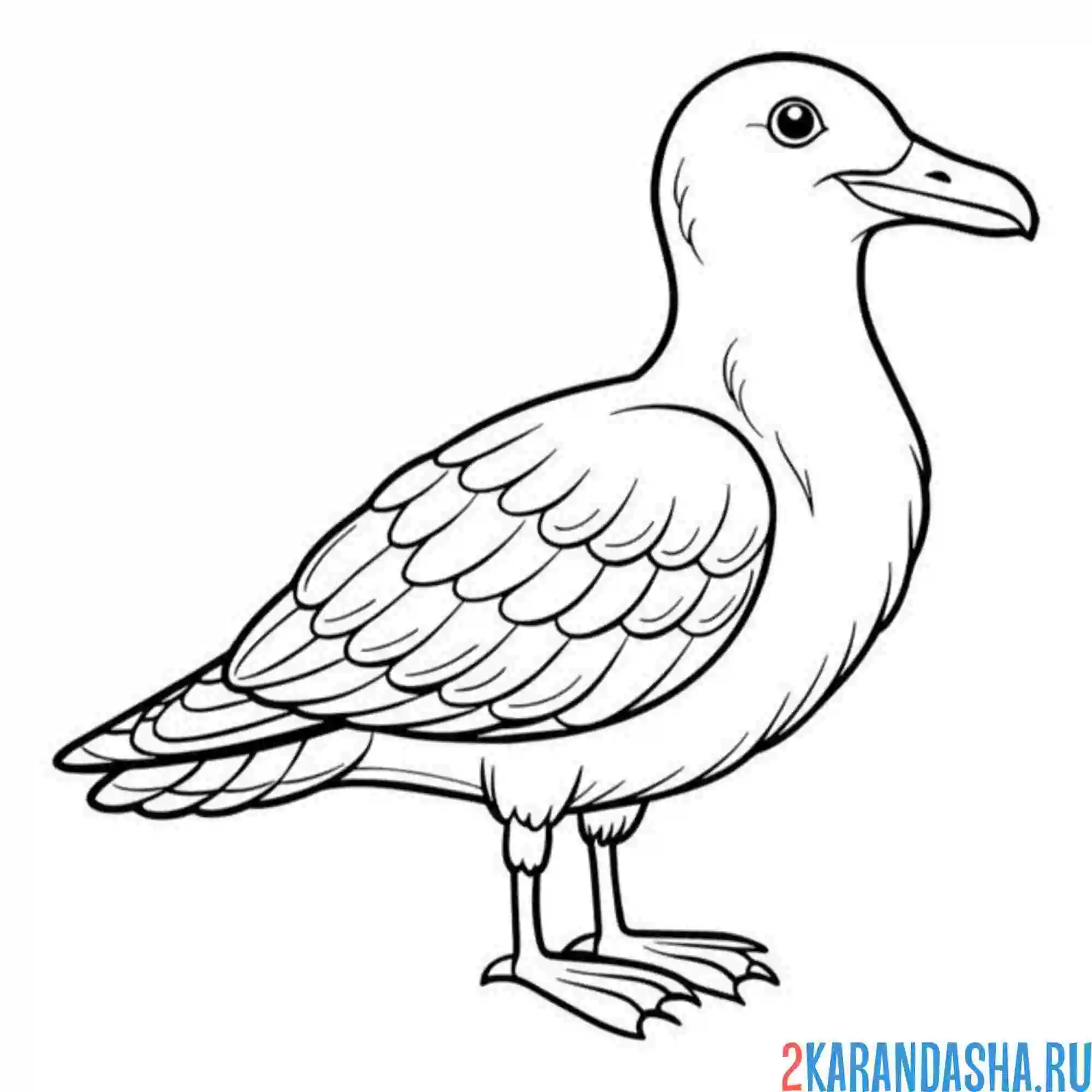 Раскраска толстая чайка