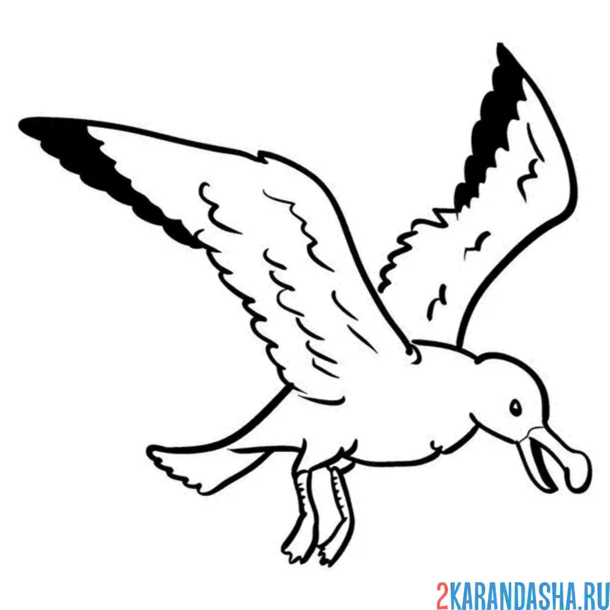 Раскраска чайка кричит