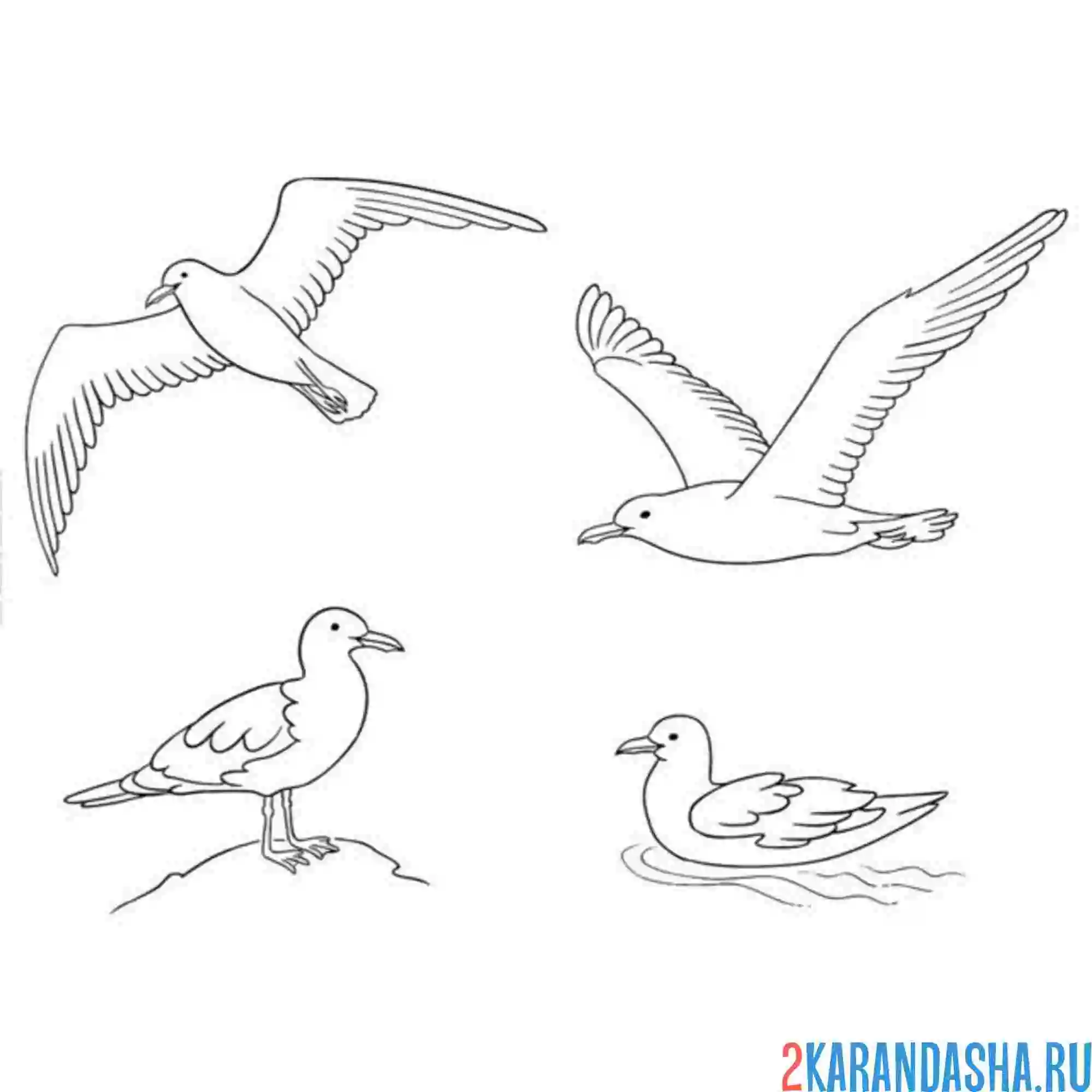 Раскраска четыре чайки