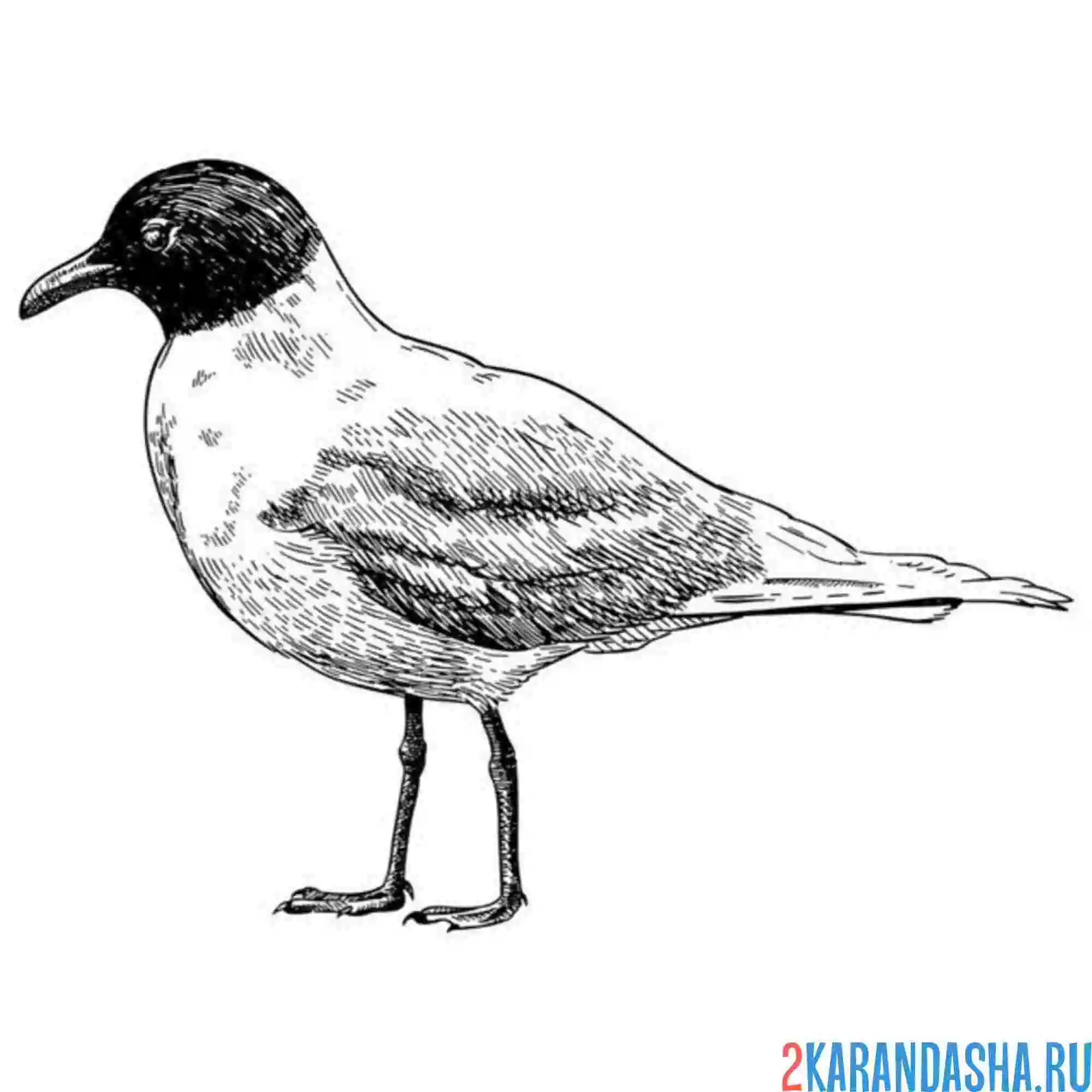 Раскраска черноголовая чайка