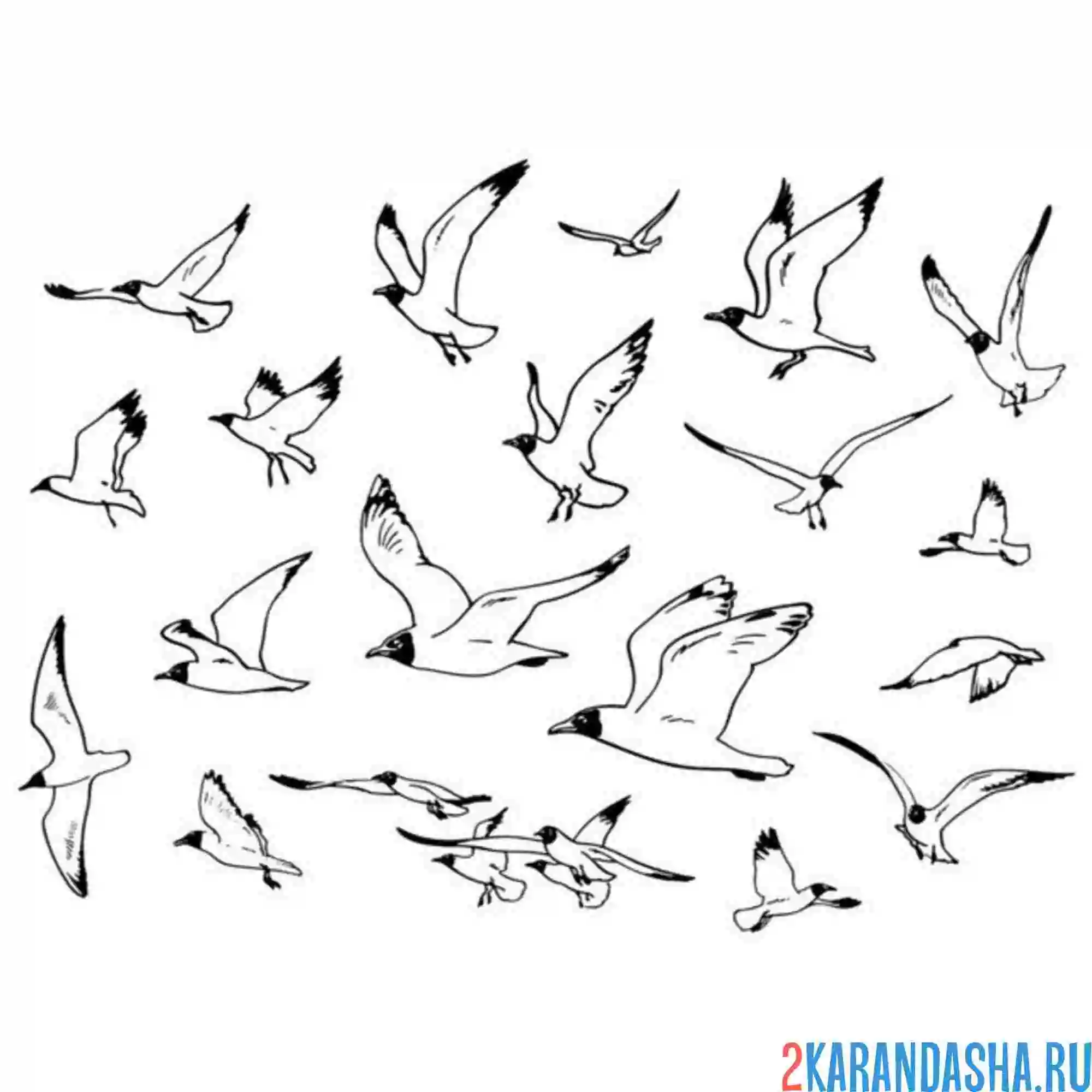 Раскраска много чаек