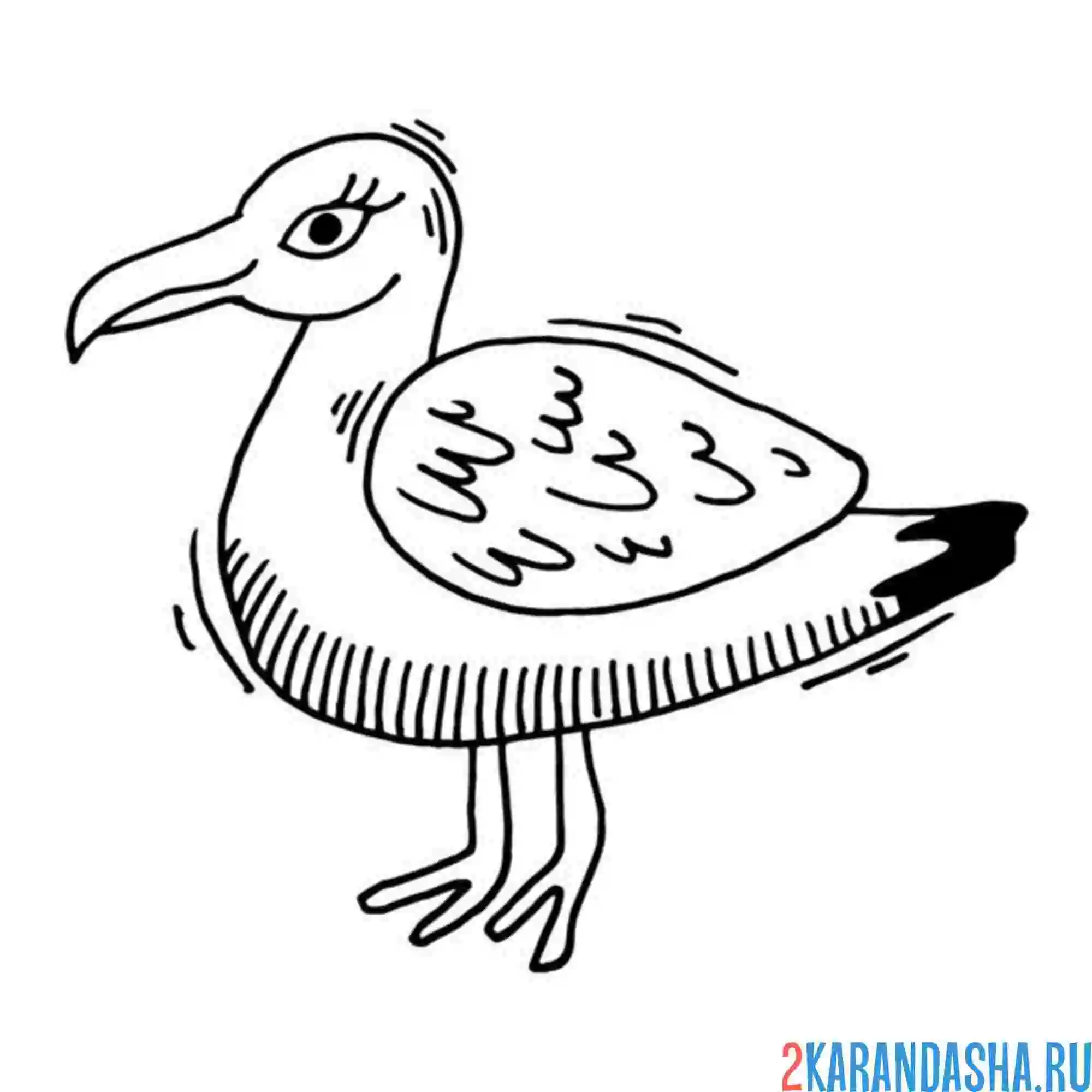 Раскраска чайка отряхивается