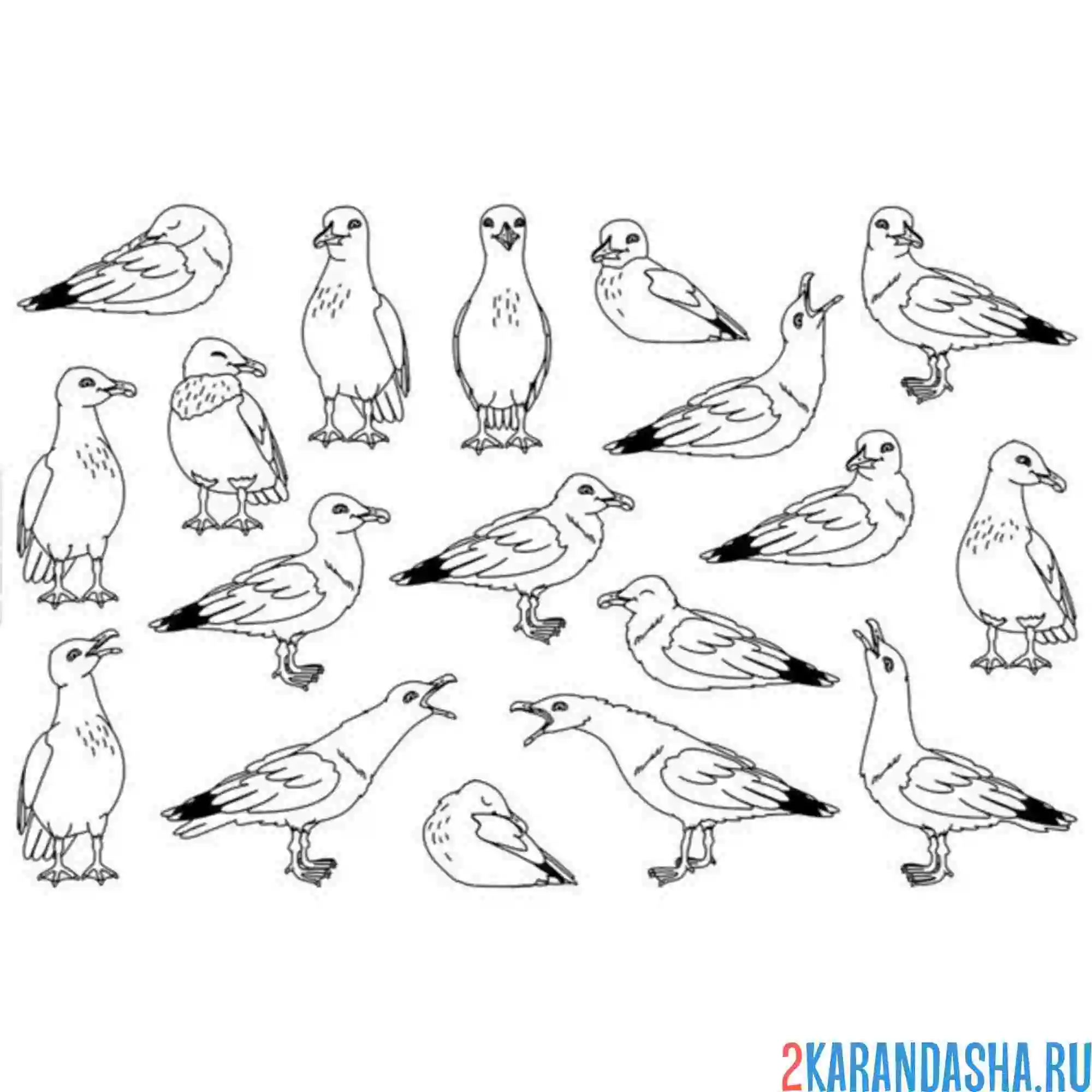 Раскраска чайки на выбор