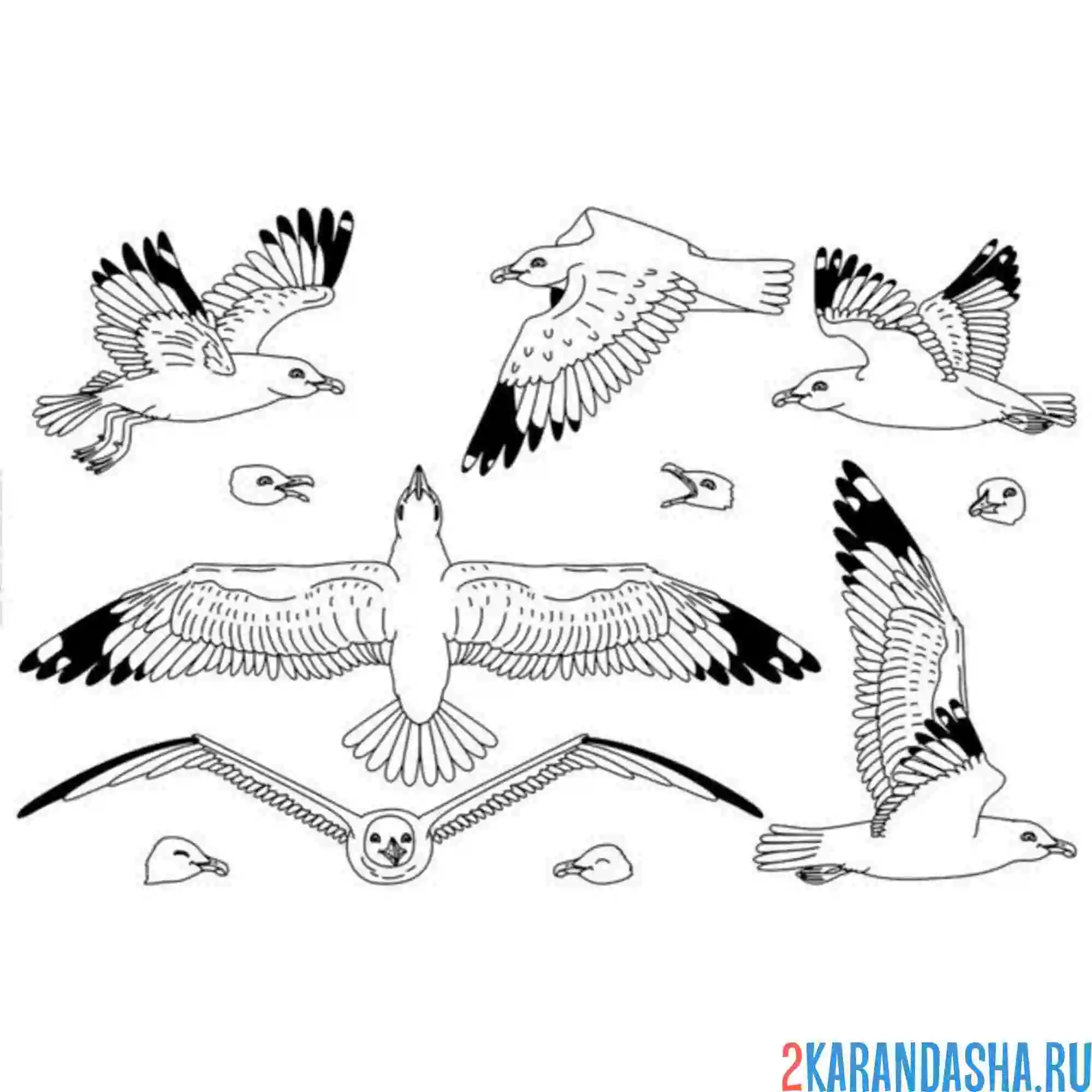 Раскраска выбери чайку