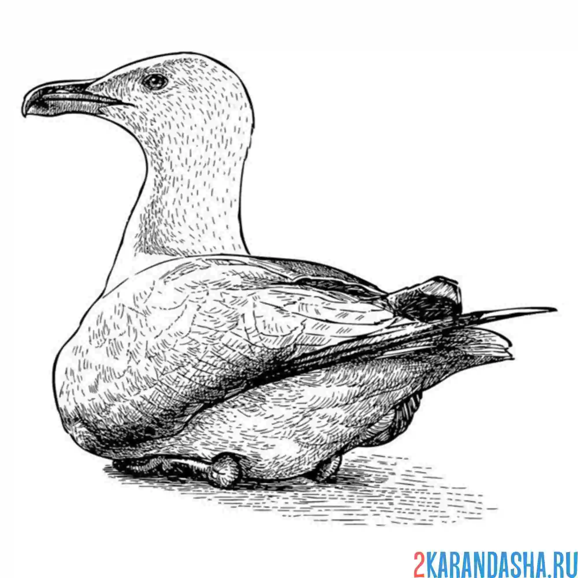Раскраска чайка присела