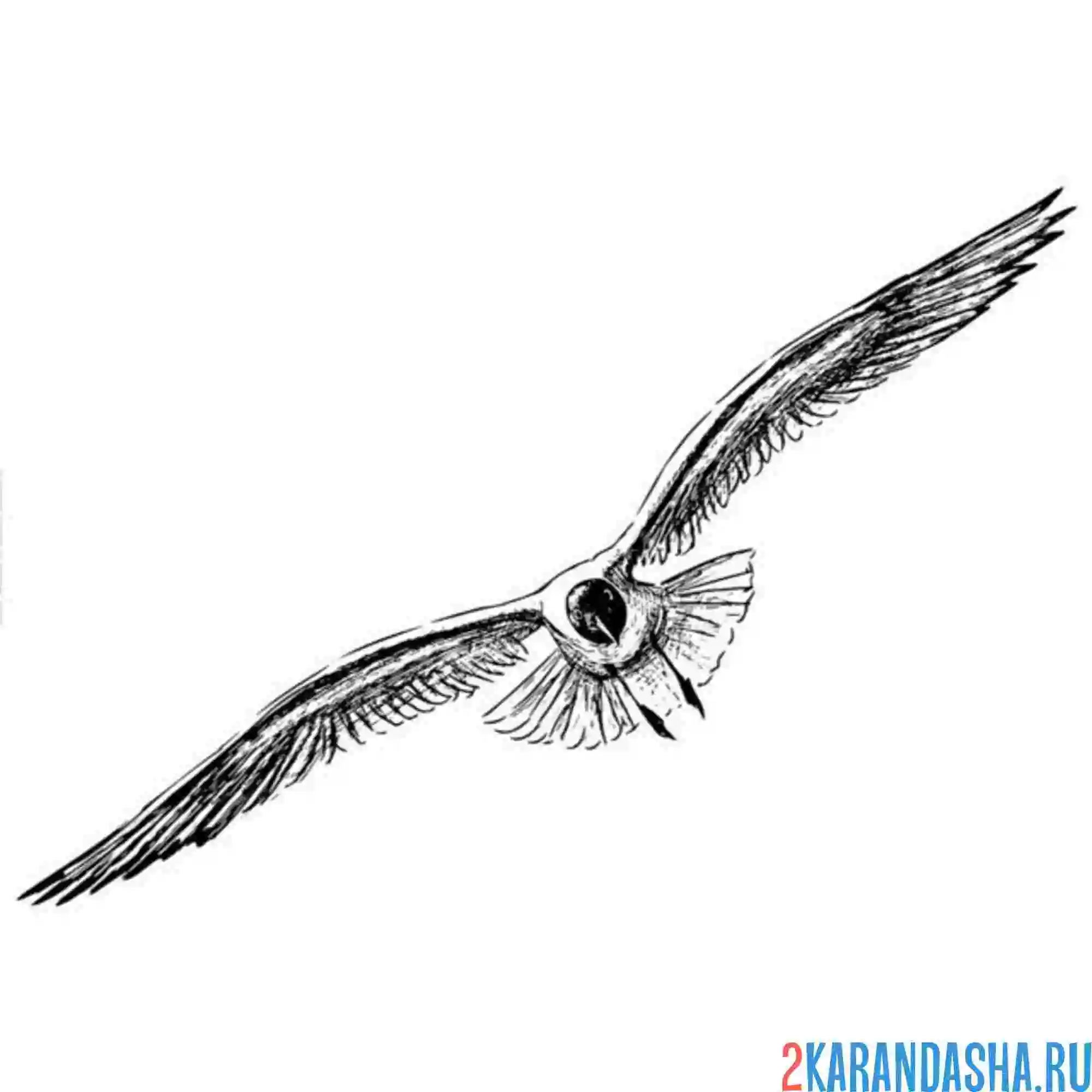 Раскраска чайка раскрыла крылья
