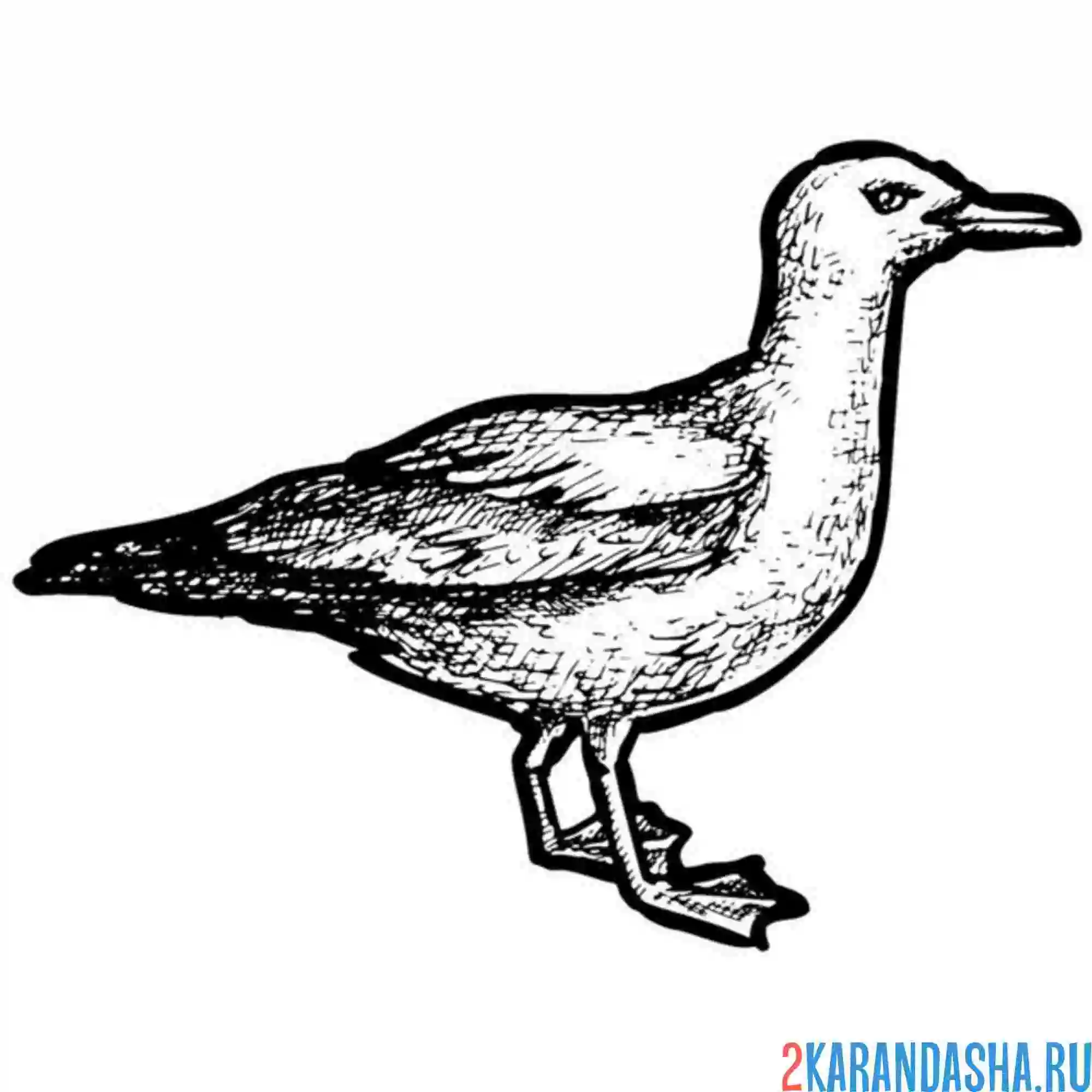 Раскраска жирная чайка