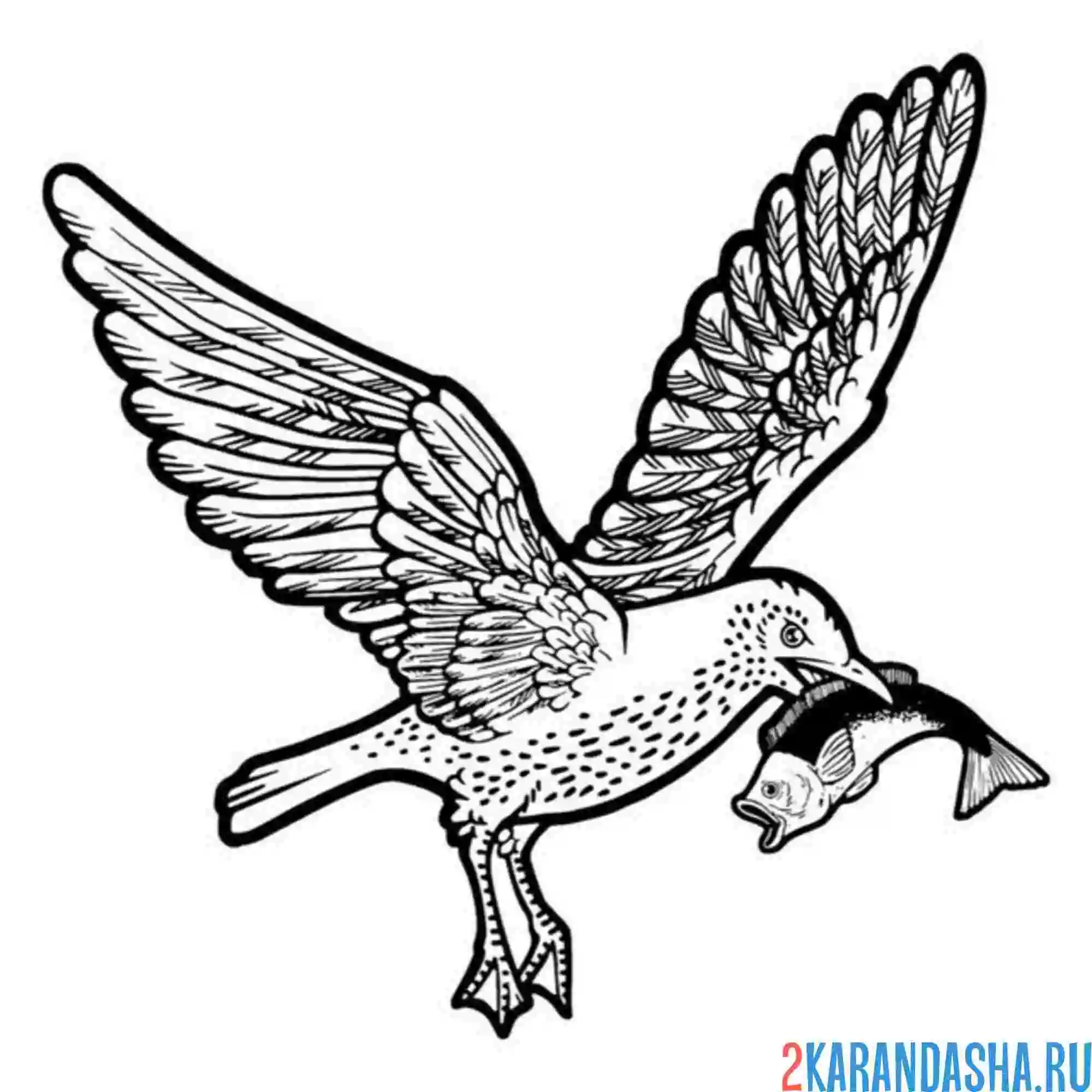 Раскраска чайка поймала рыбу