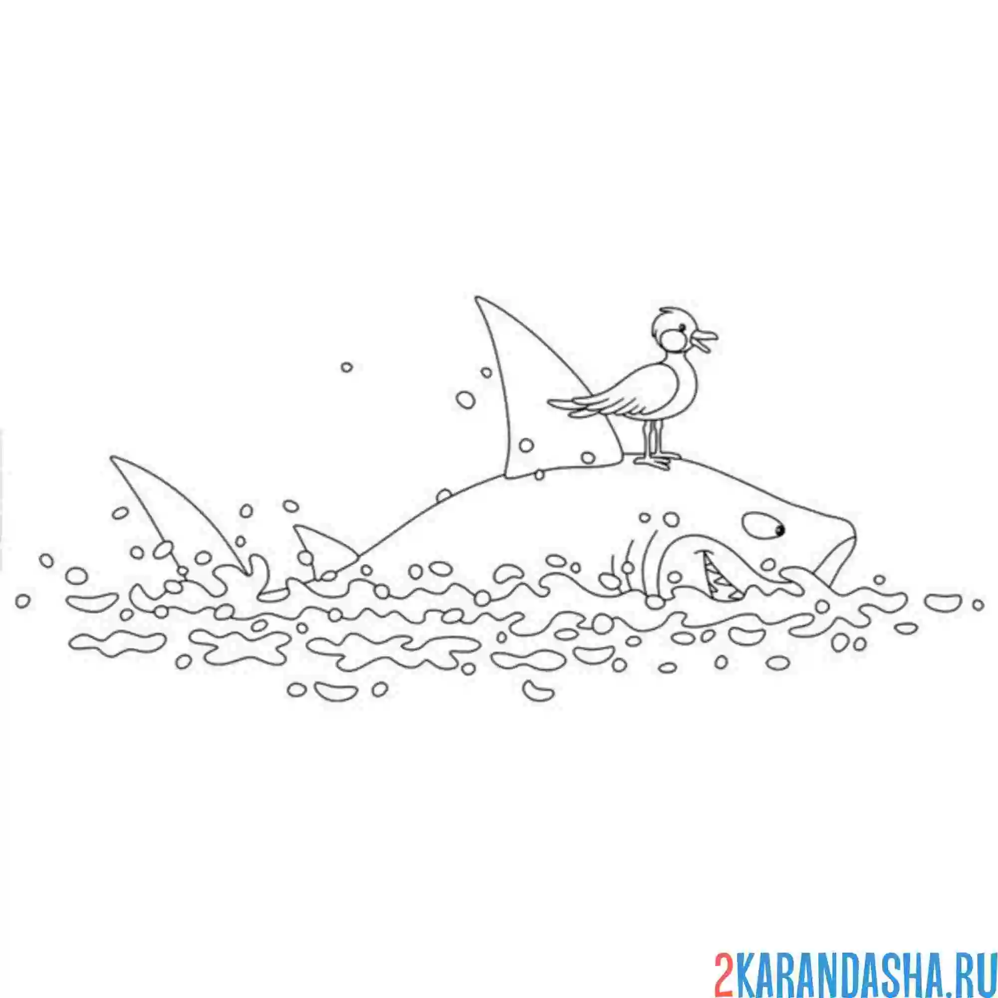 Раскраска чайка на акуле