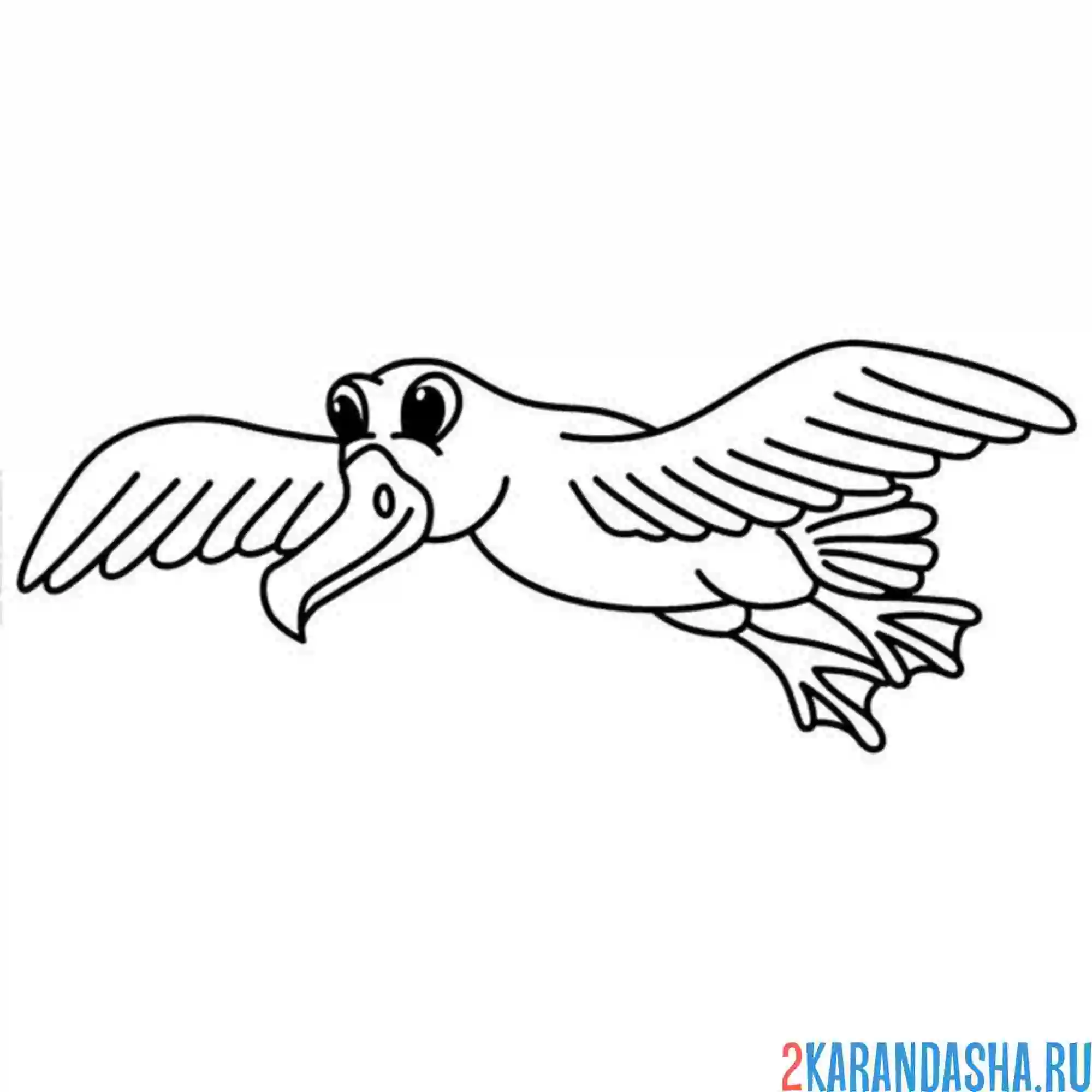 Раскраска альбатрос летит