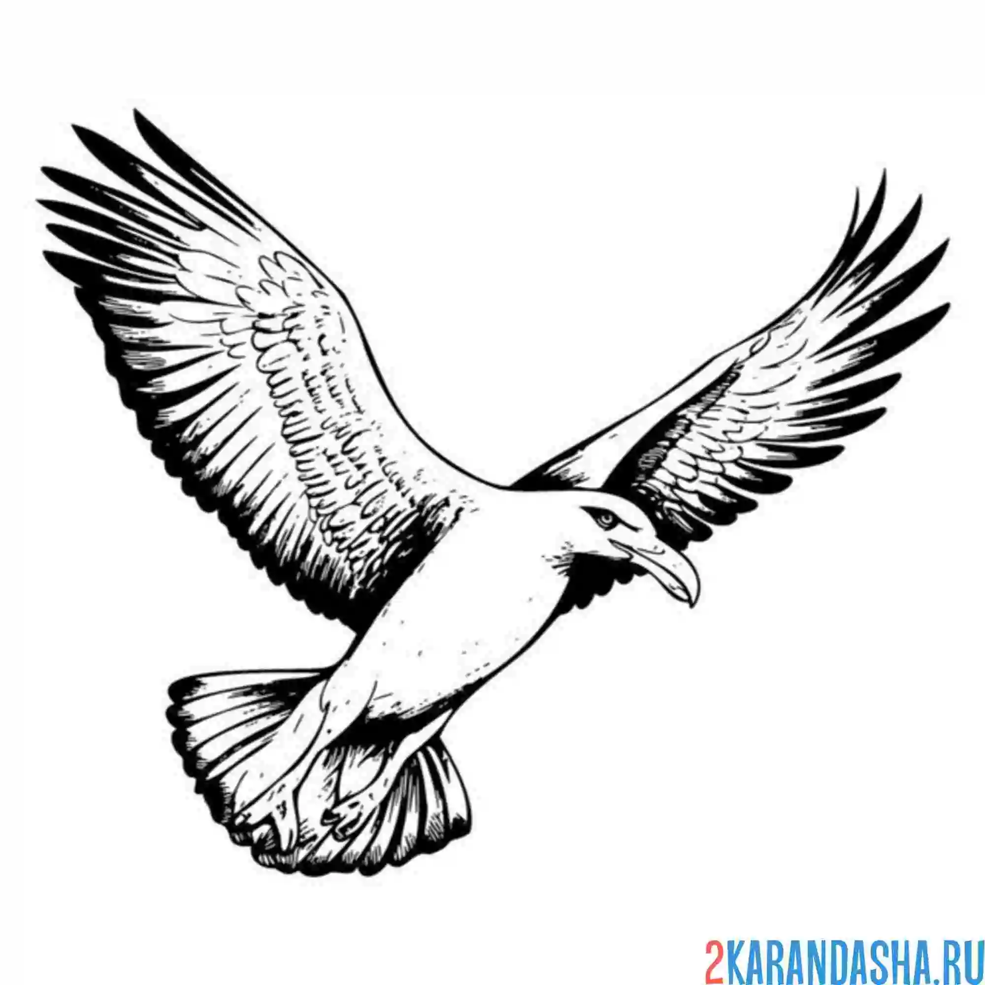 Раскраска большие крылья чайки