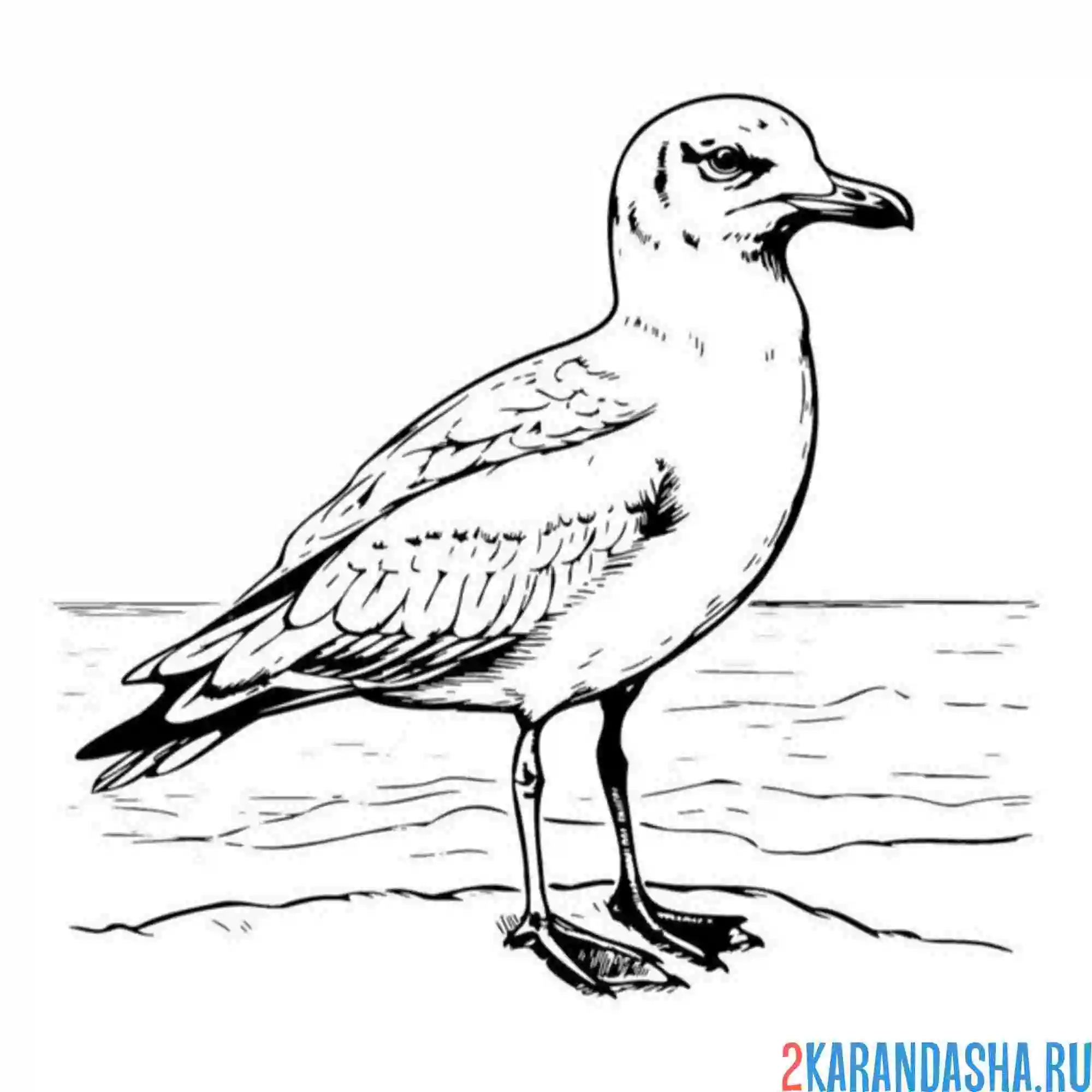 Раскраска чайка берег воды