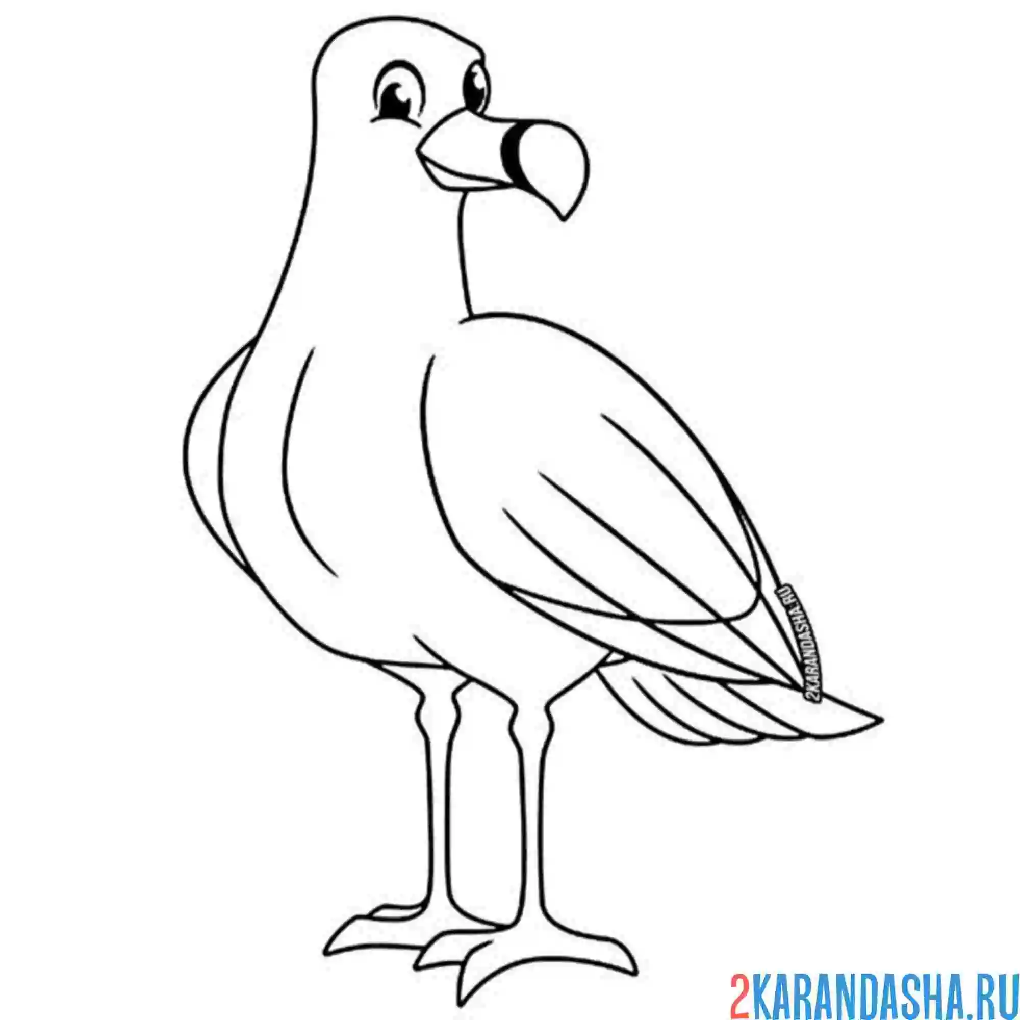 Раскраска альбатрос или чайка