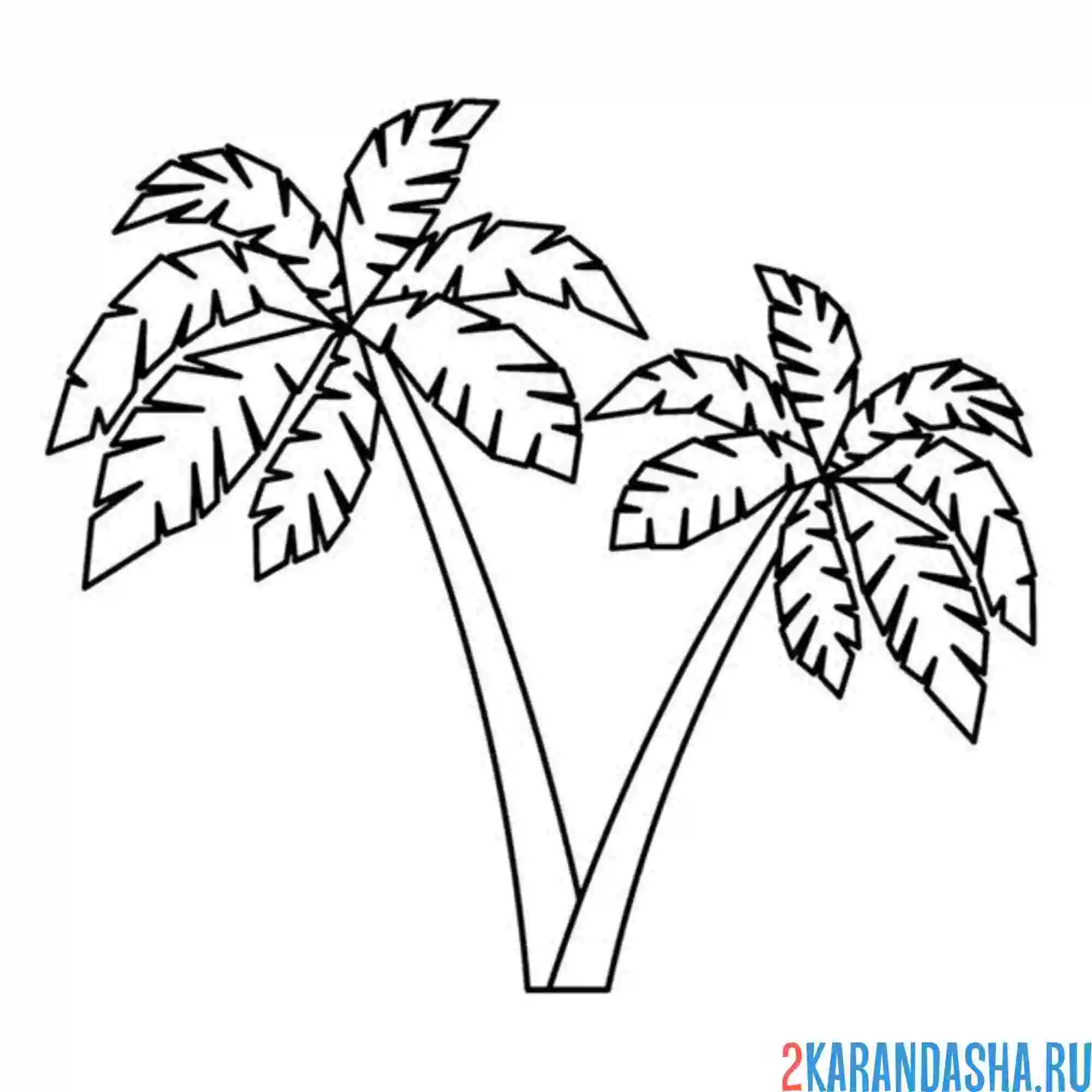 Раскраска две пальмы