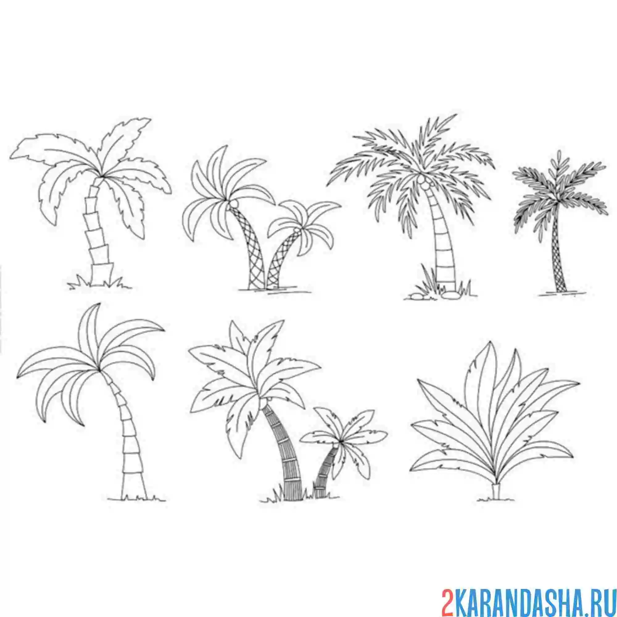Раскраска разные пальмы