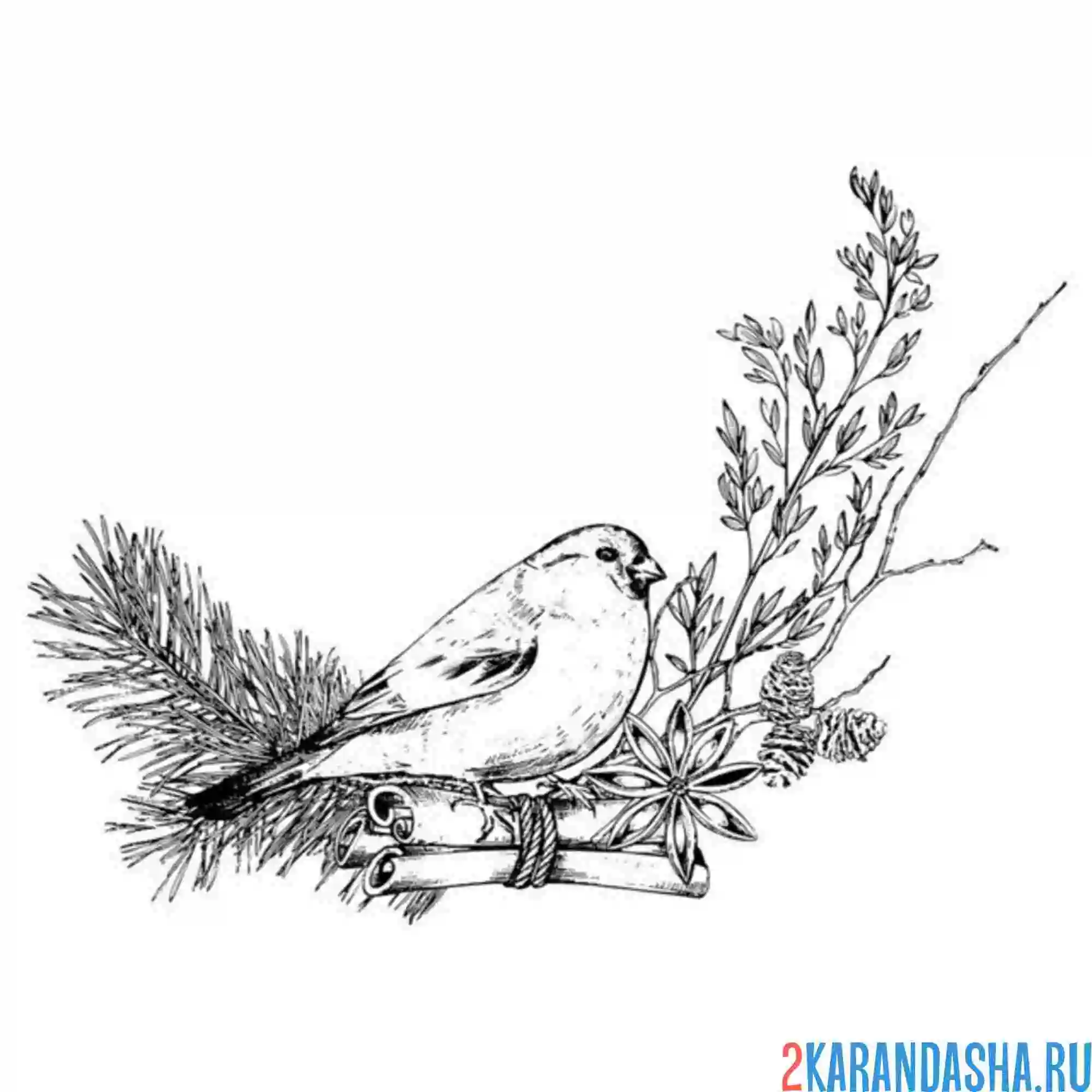 Раскраска рождественская птичка