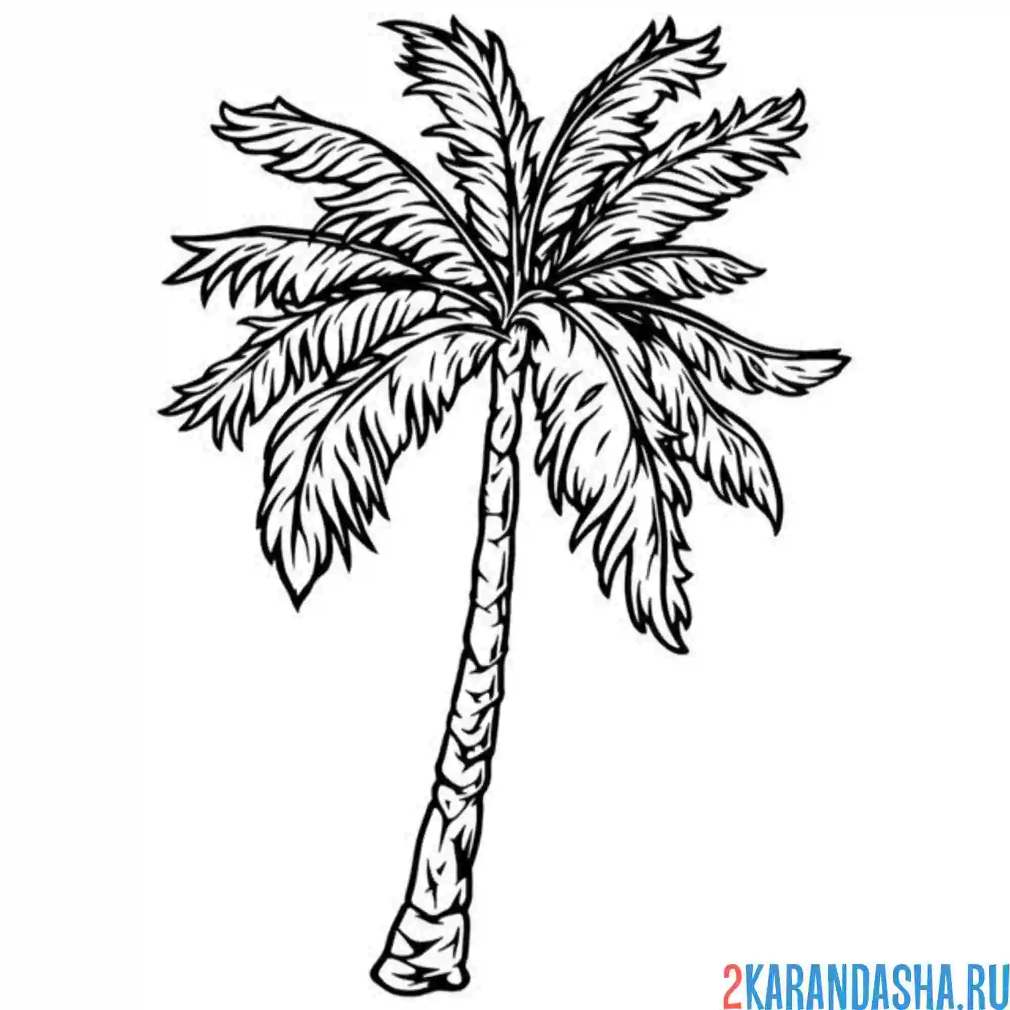 Раскраска большая пальма