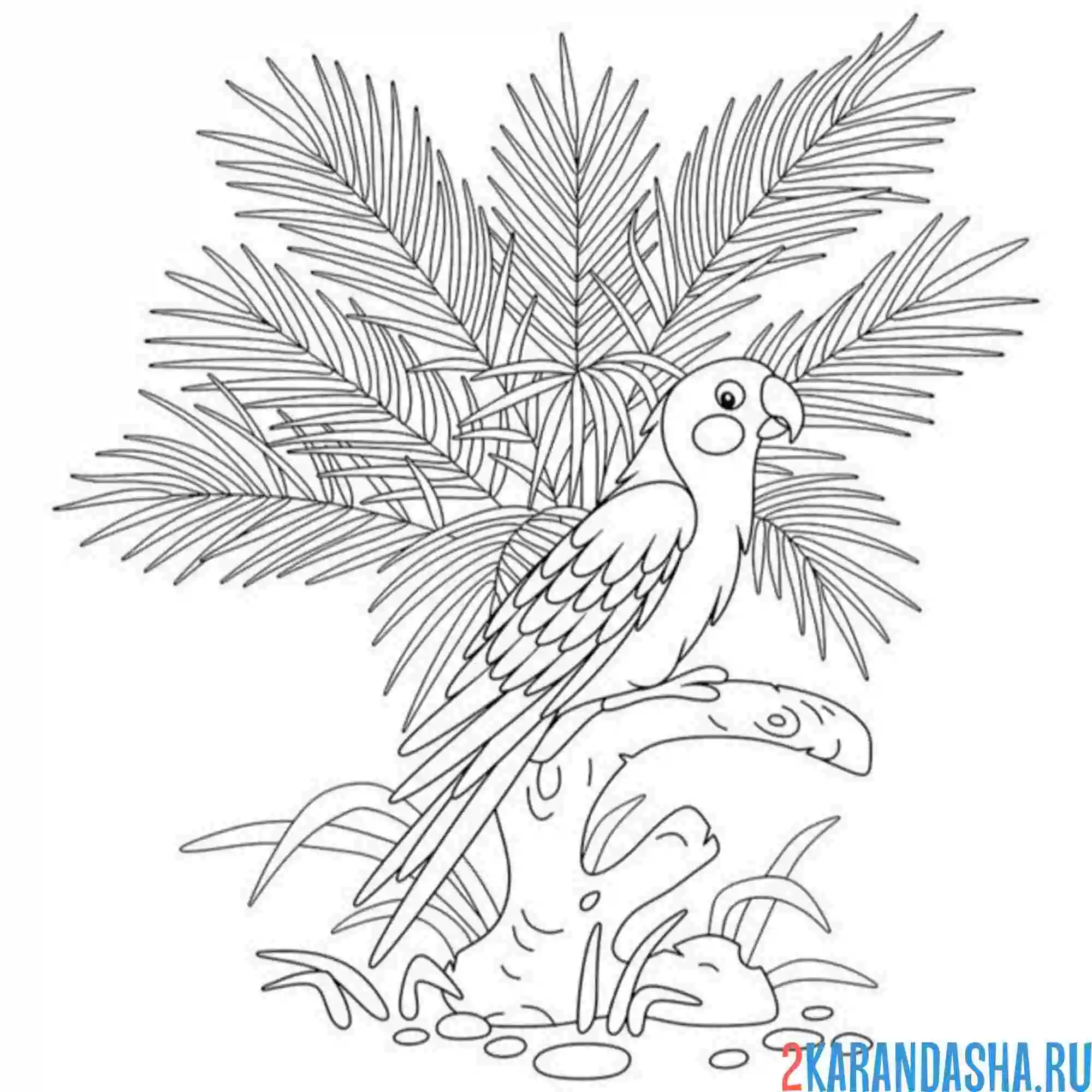 Раскраска попугай и пальма