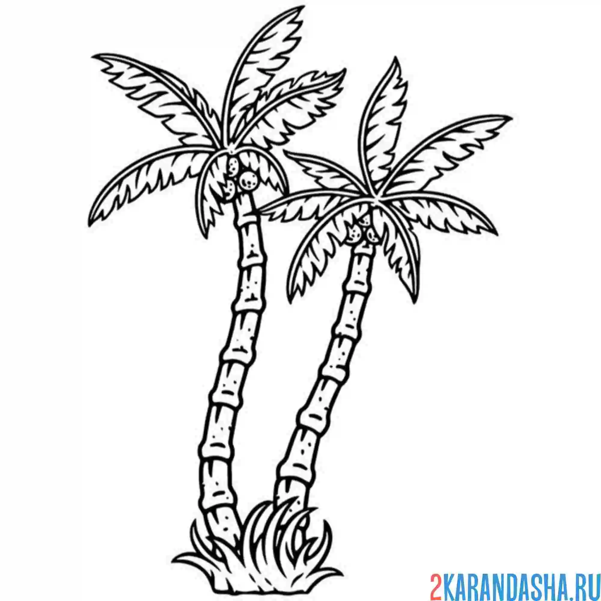 Раскраска простые пальмы