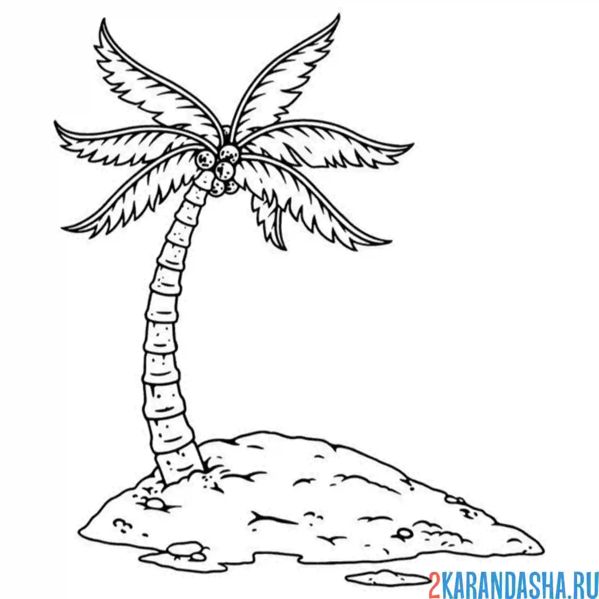 Раскраска пальма с кокосами