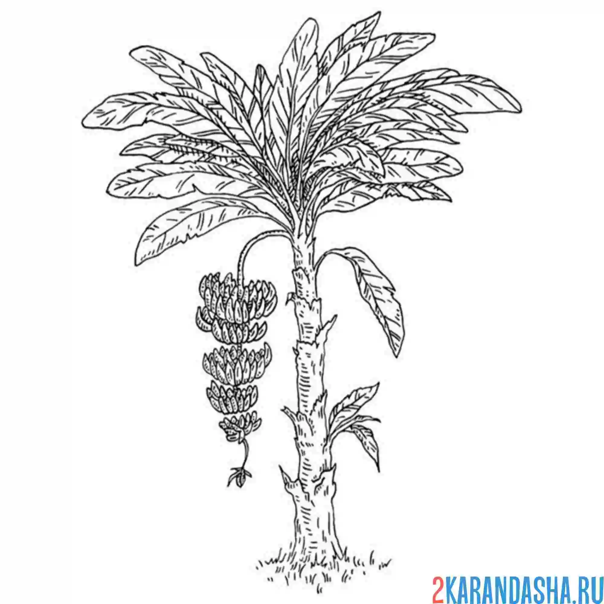 Раскраска банановая пальма