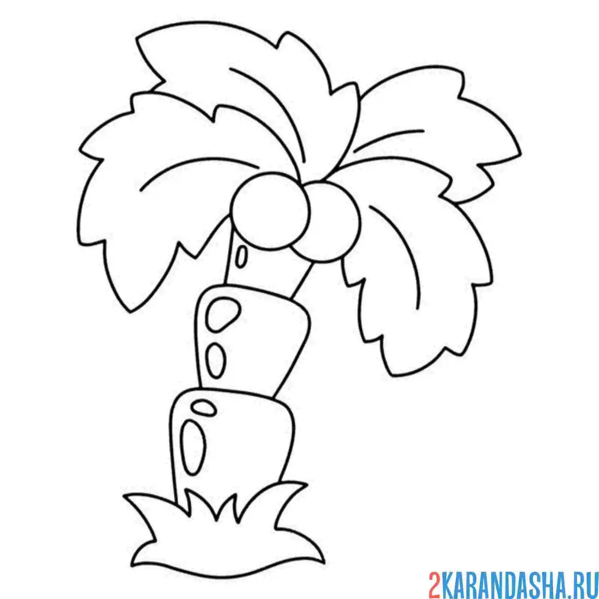 Раскраска толстая пальма и кокосы