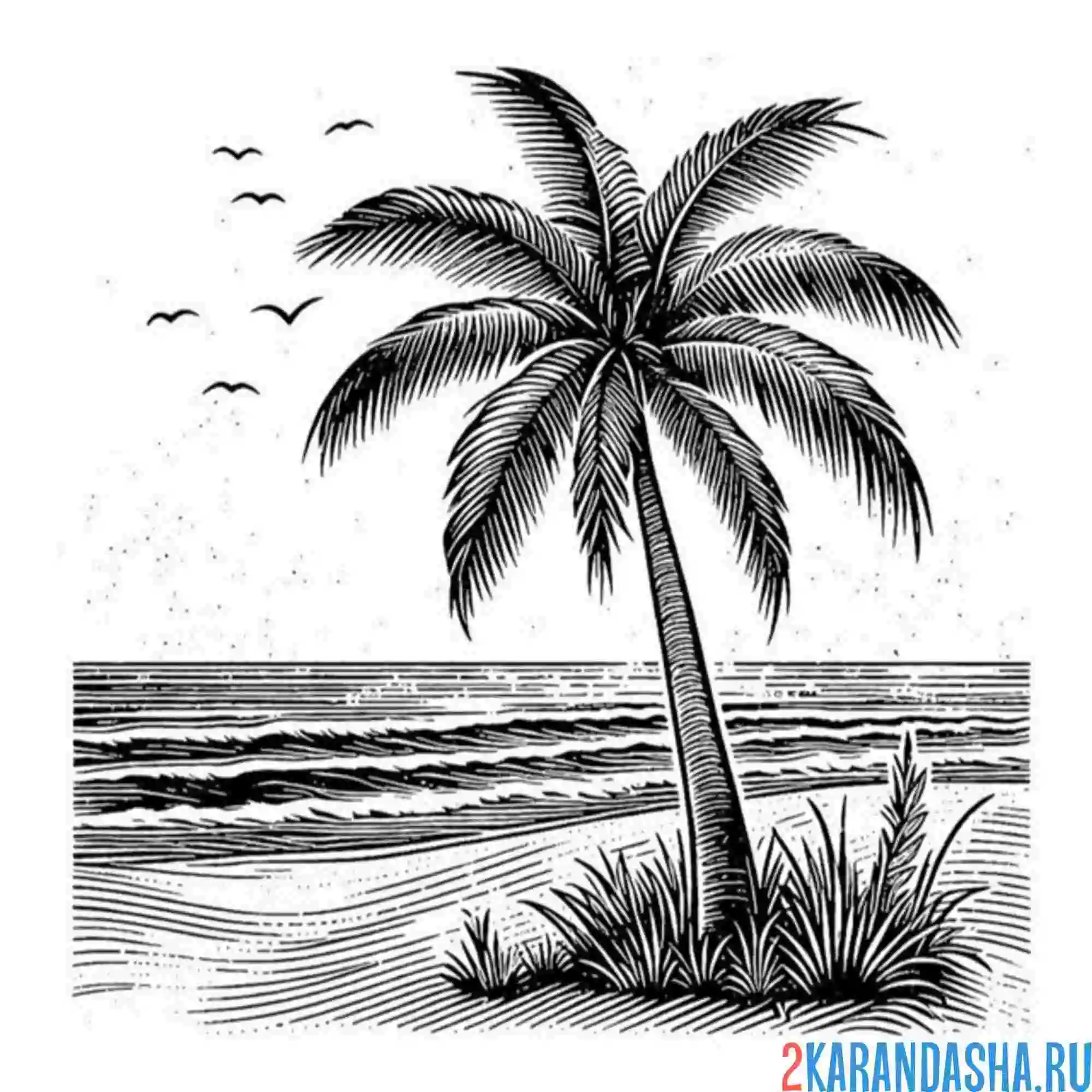 Раскраска пальмы птички океан