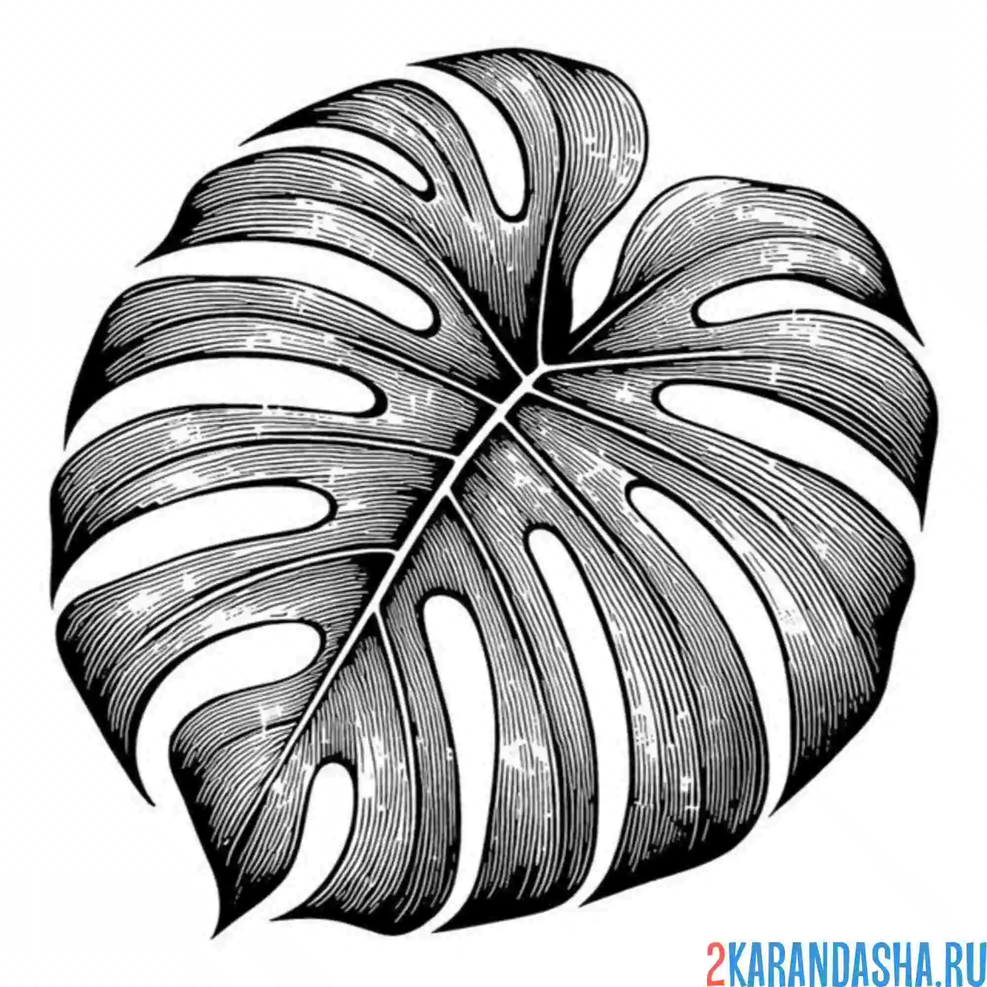 Раскраска большой пальмовый лист