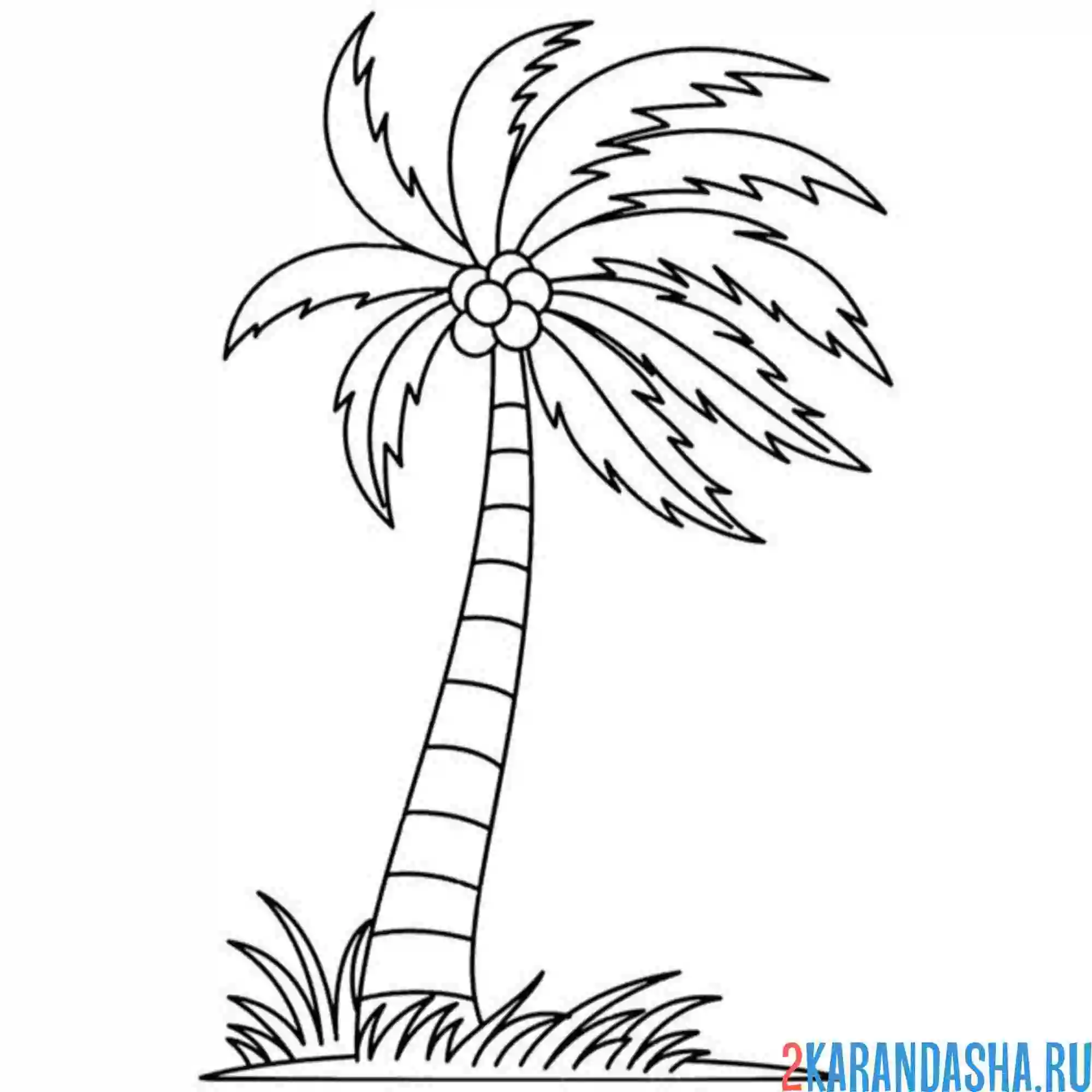 Раскраска ветер и пальма